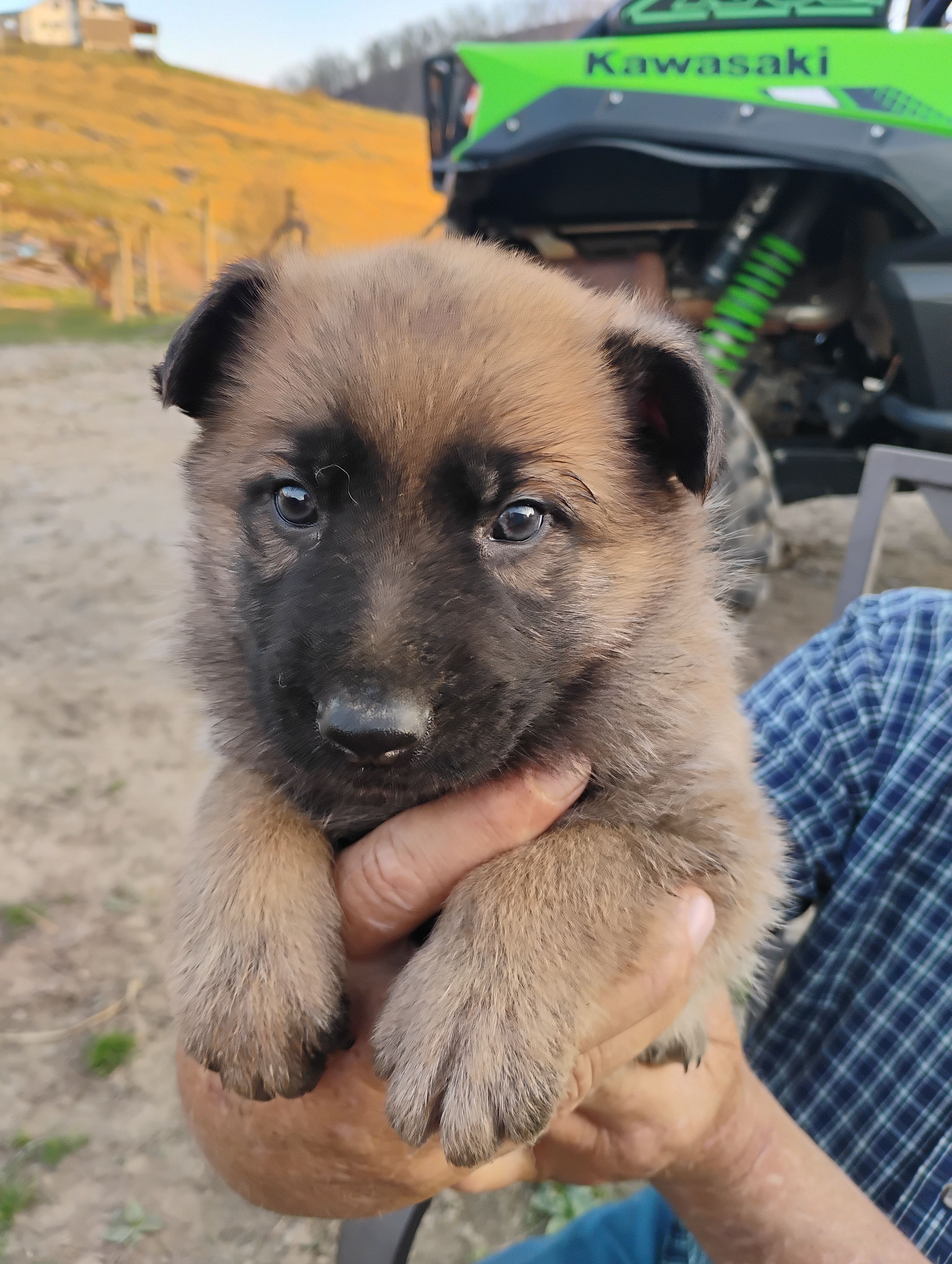 Grey collar – German Shepherd Dog puppy for sale in Cleveland, VA