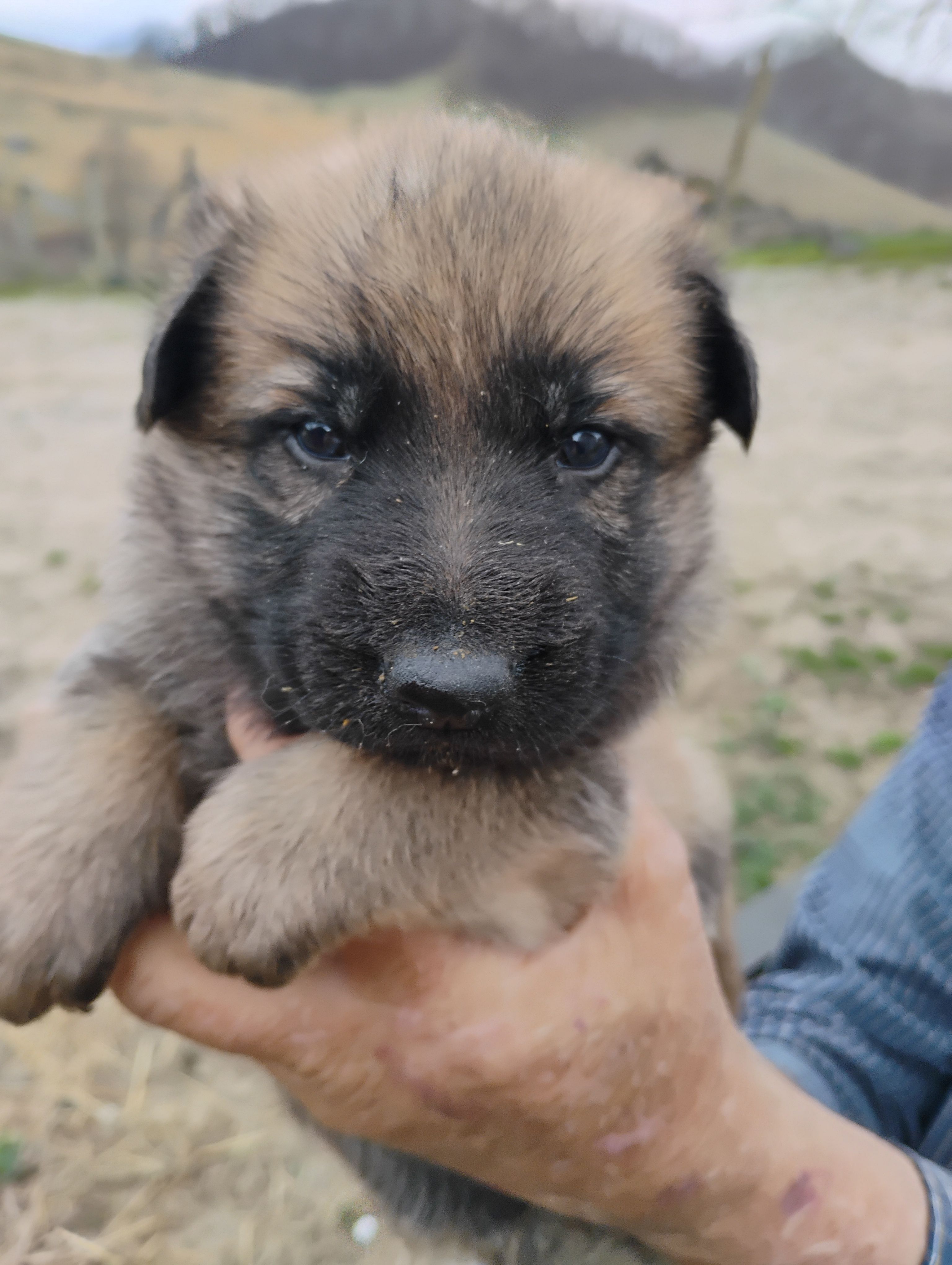 Grey collar – German Shepherd Dog puppy for sale in Cleveland, VA