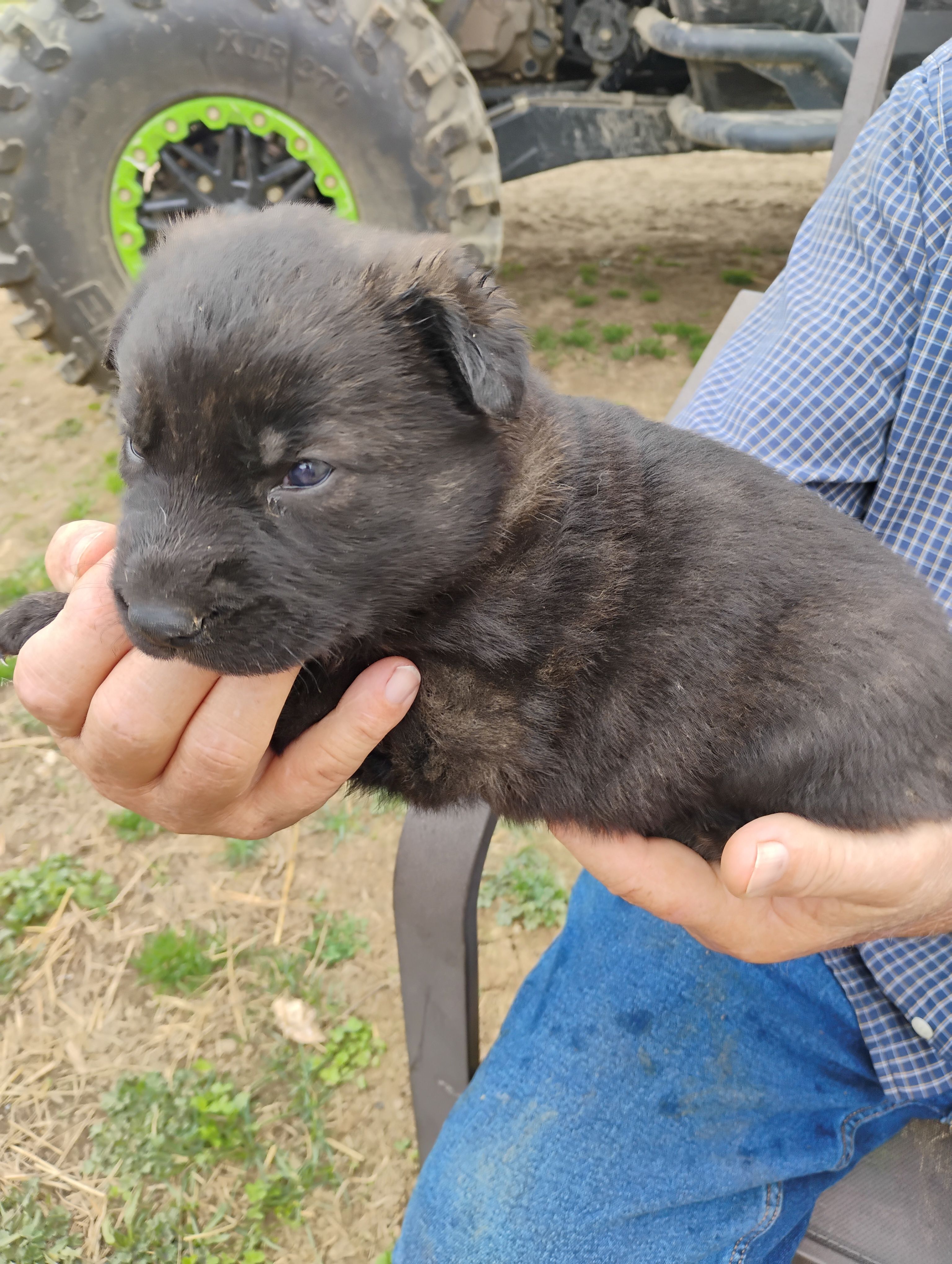Pink collar – German Shepherd Dog puppy for sale in Cleveland, VA