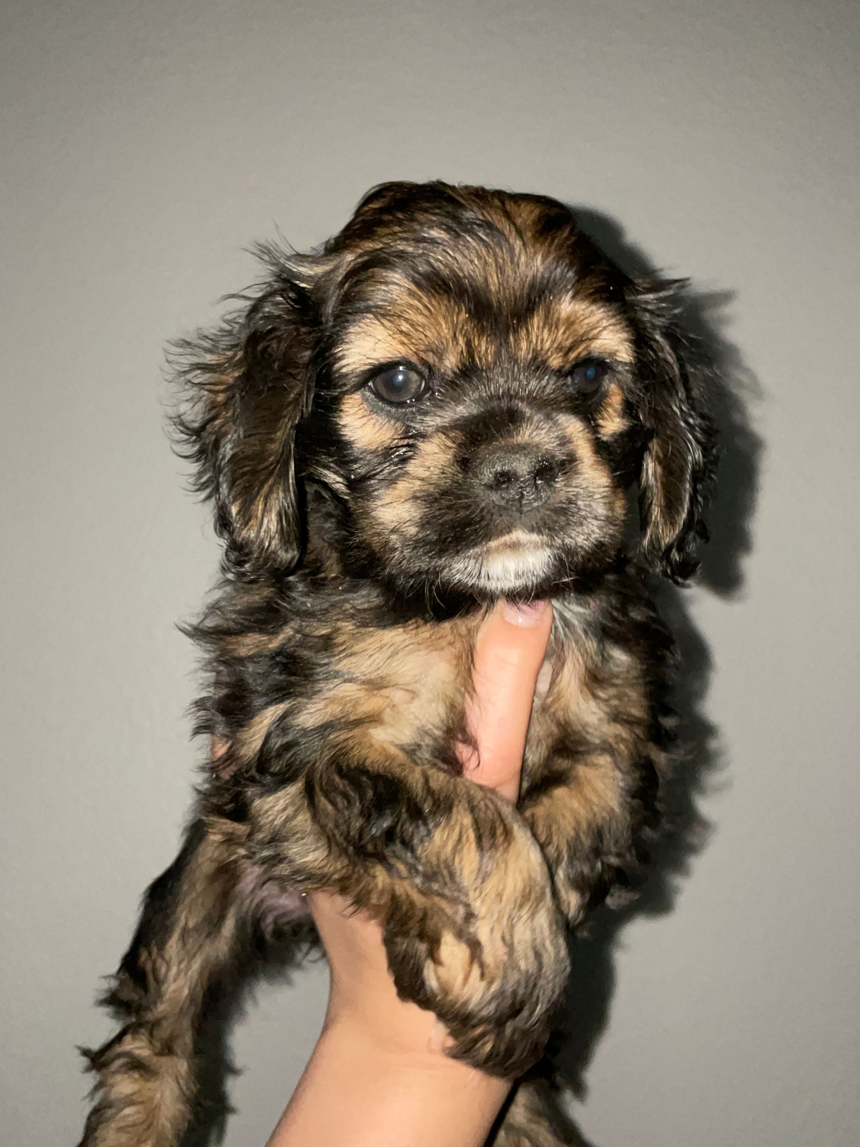 Nancy – Cocker Spaniel puppy for sale in Palmdale, CA