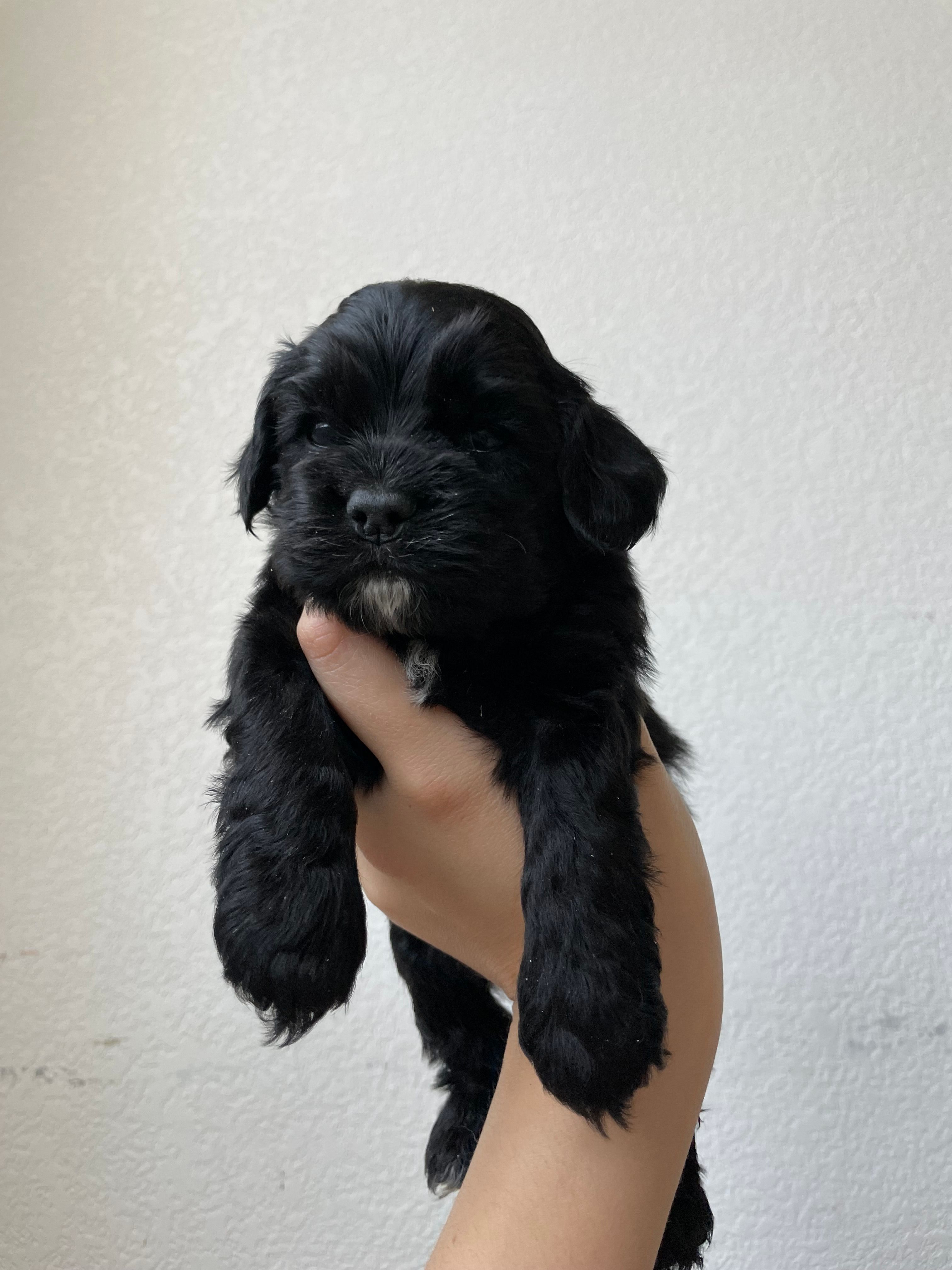 Steve – Cocker Spaniel puppy for sale in Palmdale, CA