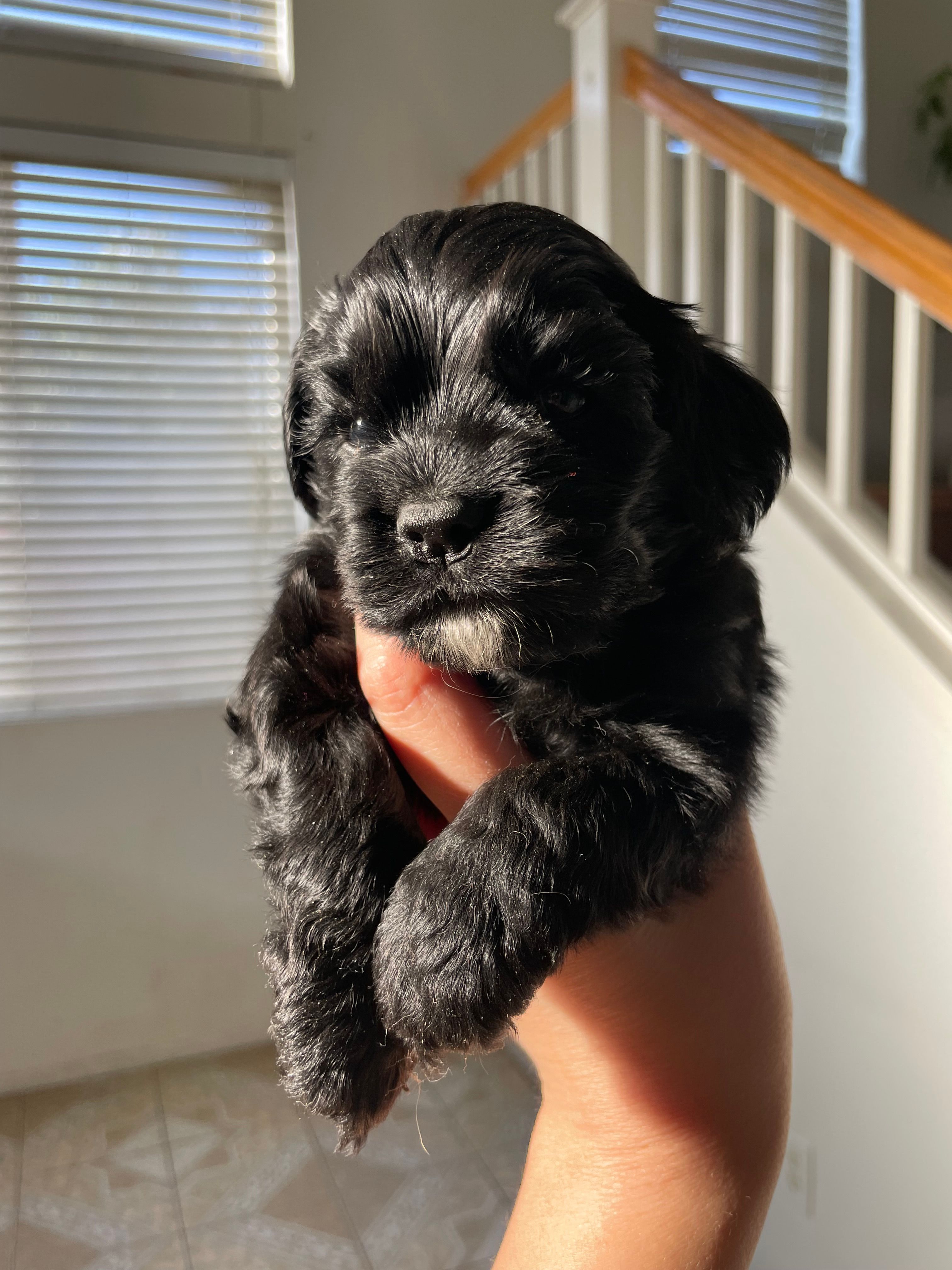 Steve – Cocker Spaniel puppy for sale in Palmdale, CA