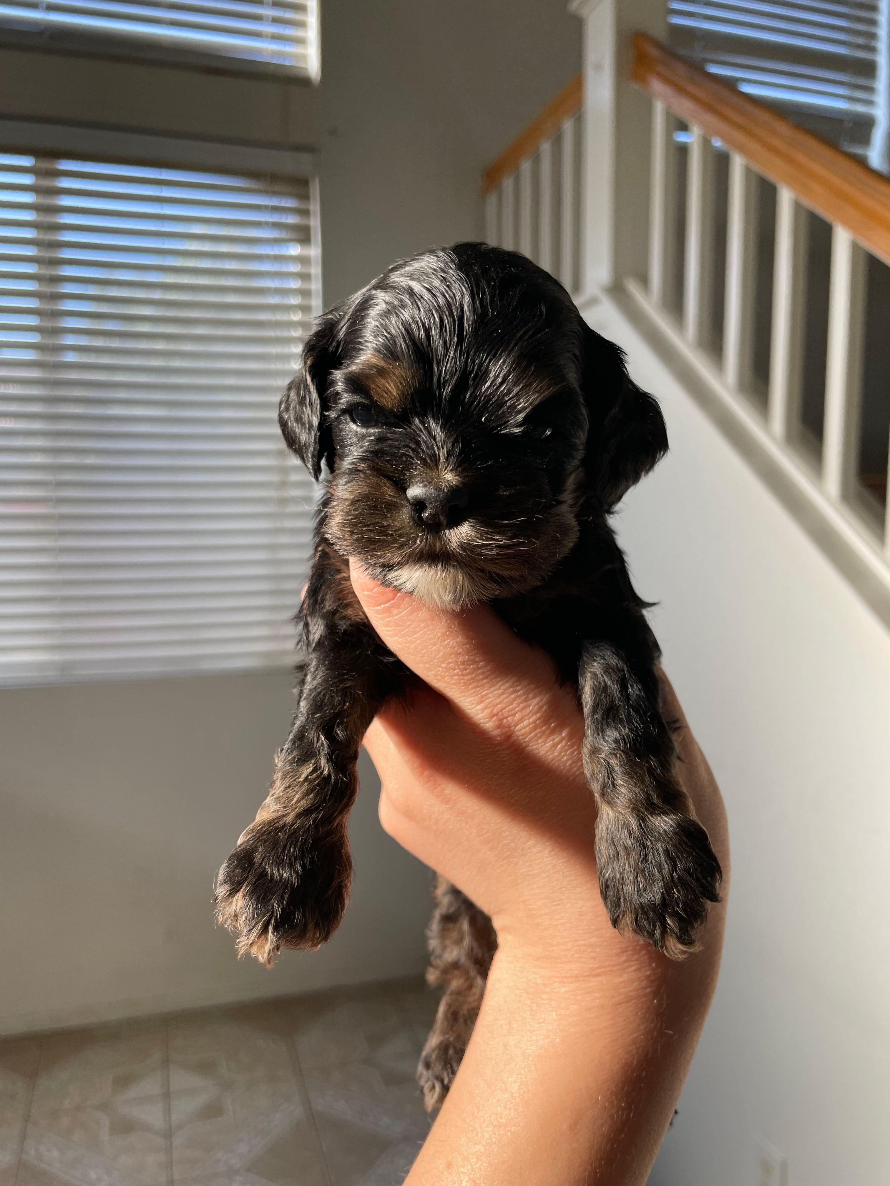 Holly – Cocker Spaniel puppy for sale in Palmdale, CA