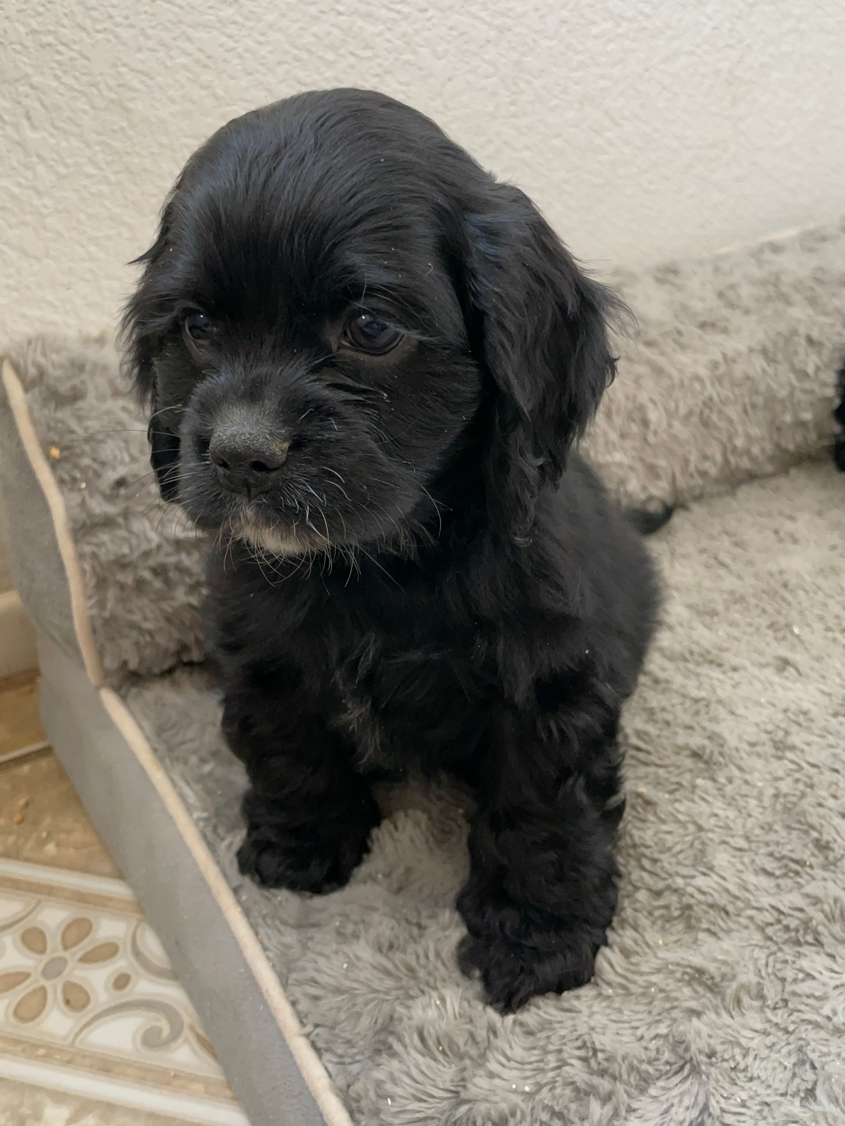 Billy – Cocker Spaniel puppy for sale in Palmdale, CA