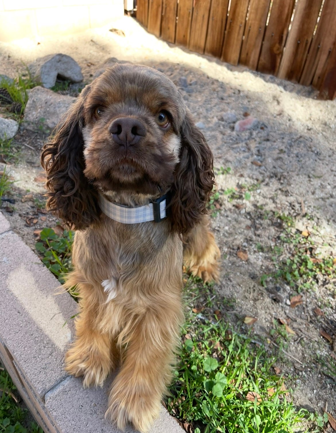 Lilly – Cocker Spaniel puppy for sale in Palmdale, CA