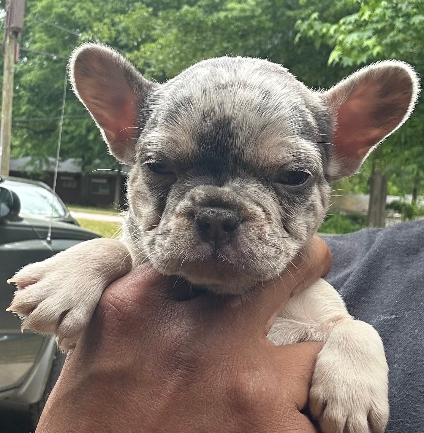 Molly – French Bulldog puppy for sale in Tucker, GA