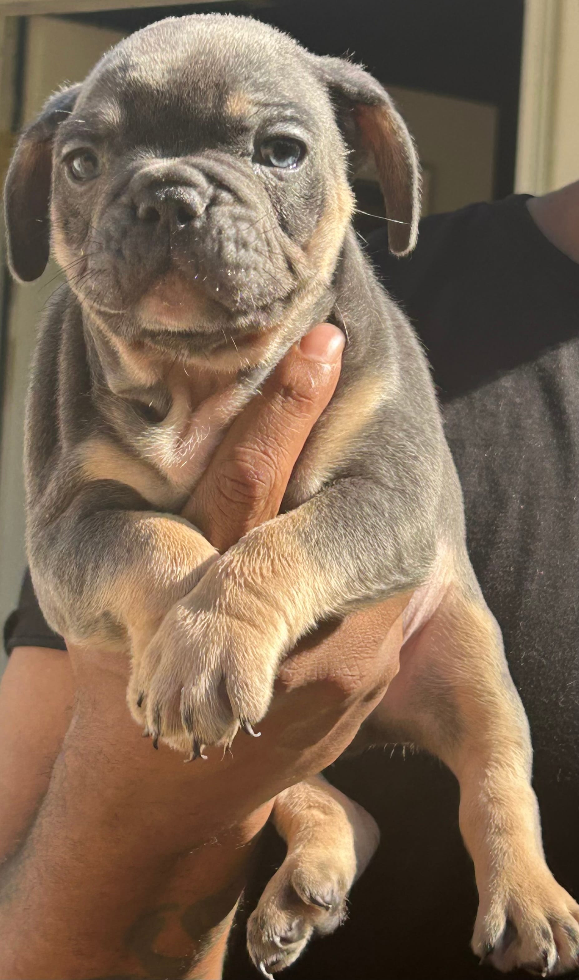 Bruce – French Bulldog puppy for sale in Tucker, GA