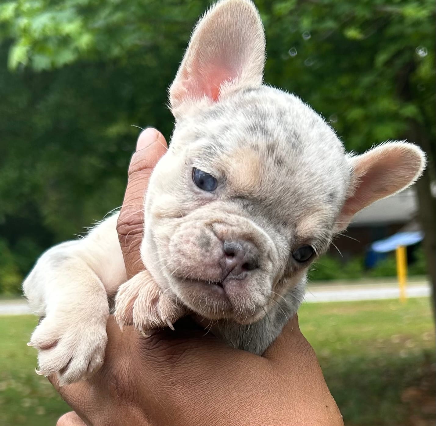 Sasha – French Bulldog puppy for sale in Tucker, GA