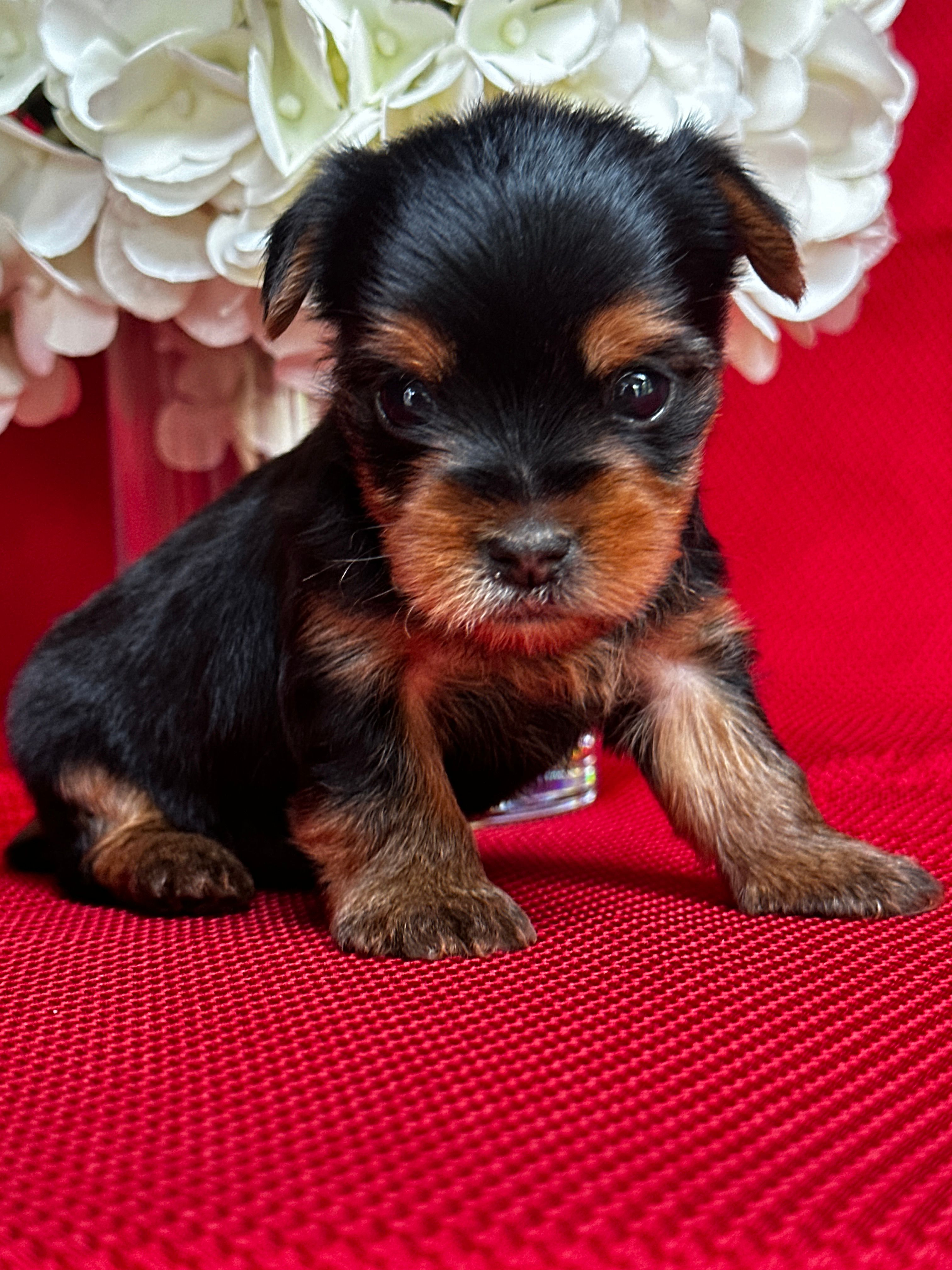 Yancy – Yorkshire Terrier puppy for sale in Mayslick, KY