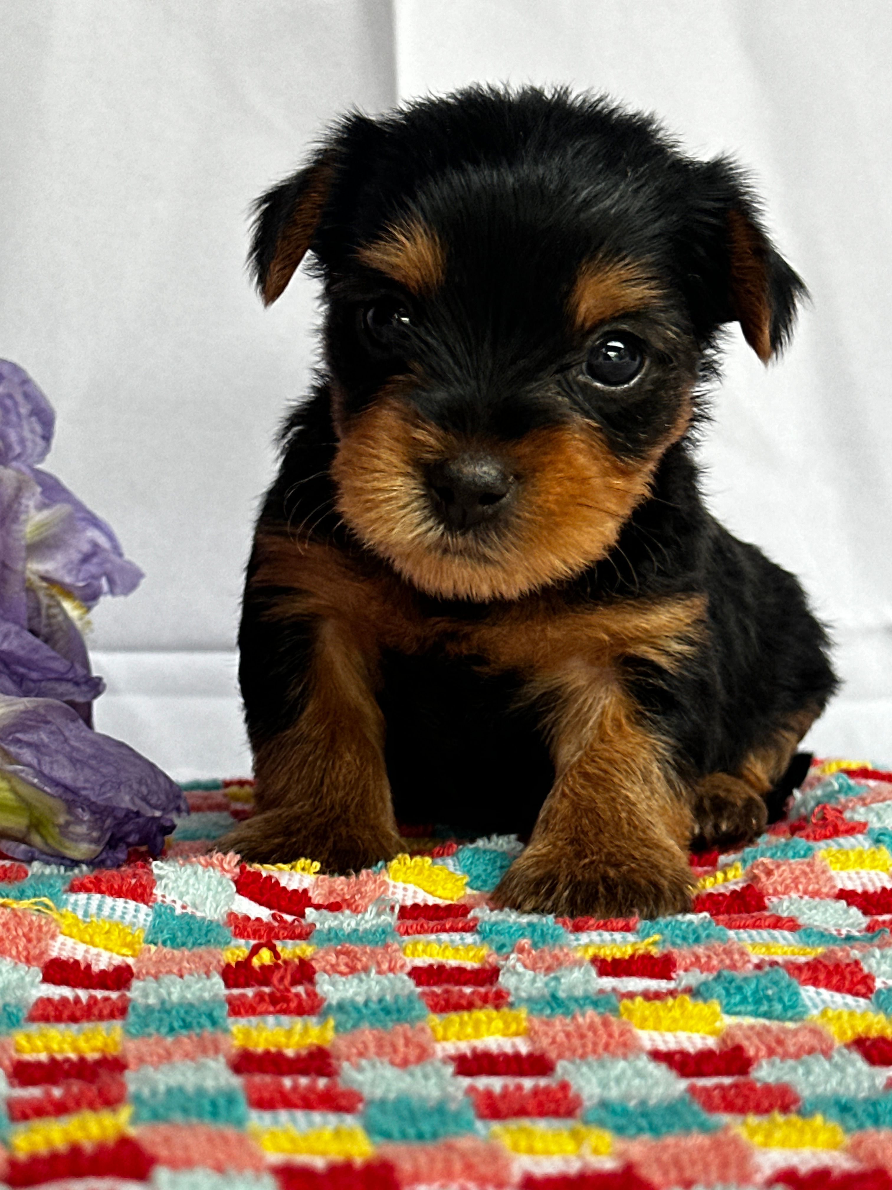 Yolo – Yorkshire Terrier puppy on hold in Mayslick, KY