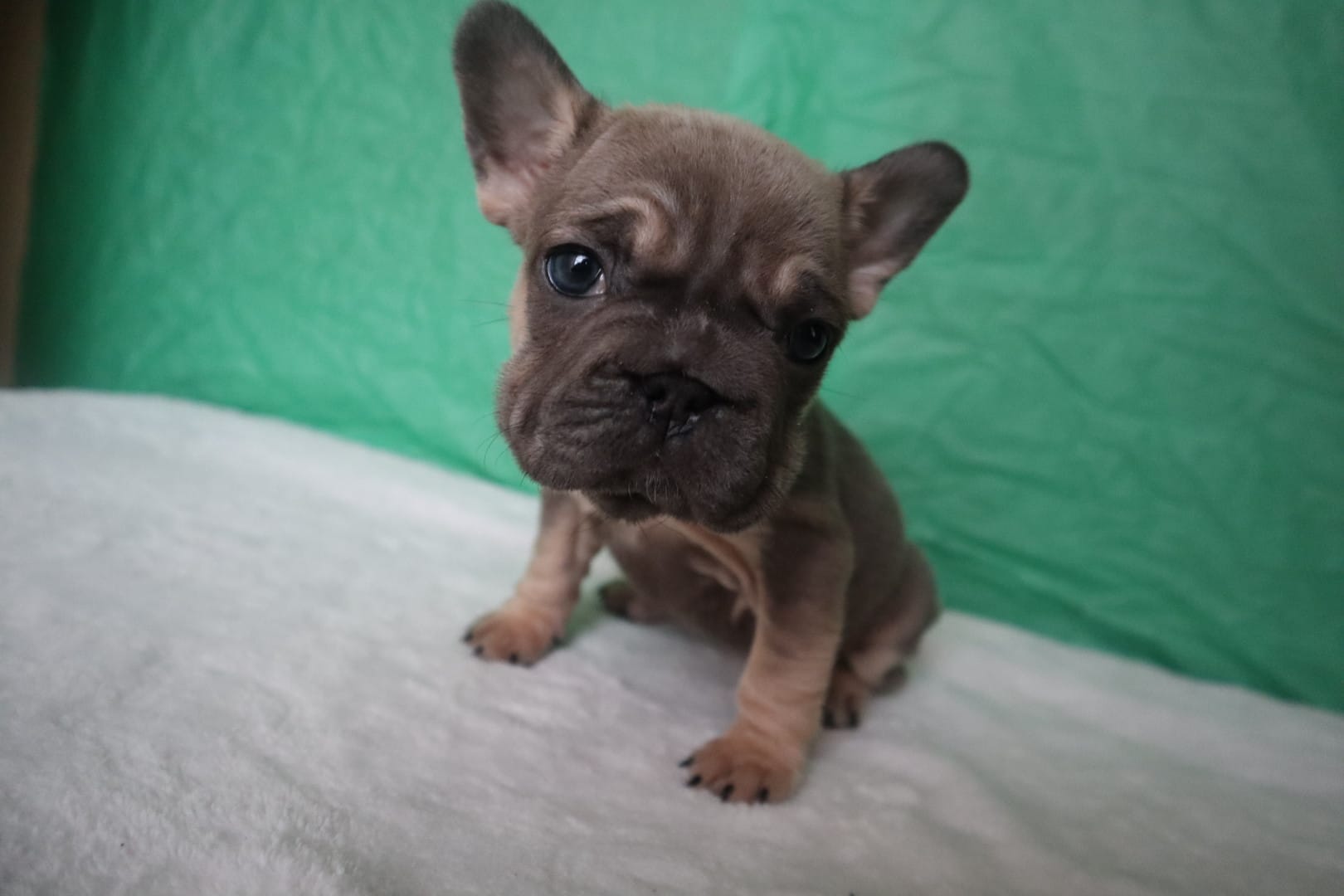 Bella 🌸 – French Bulldog puppy for sale in Milwaukee, WI