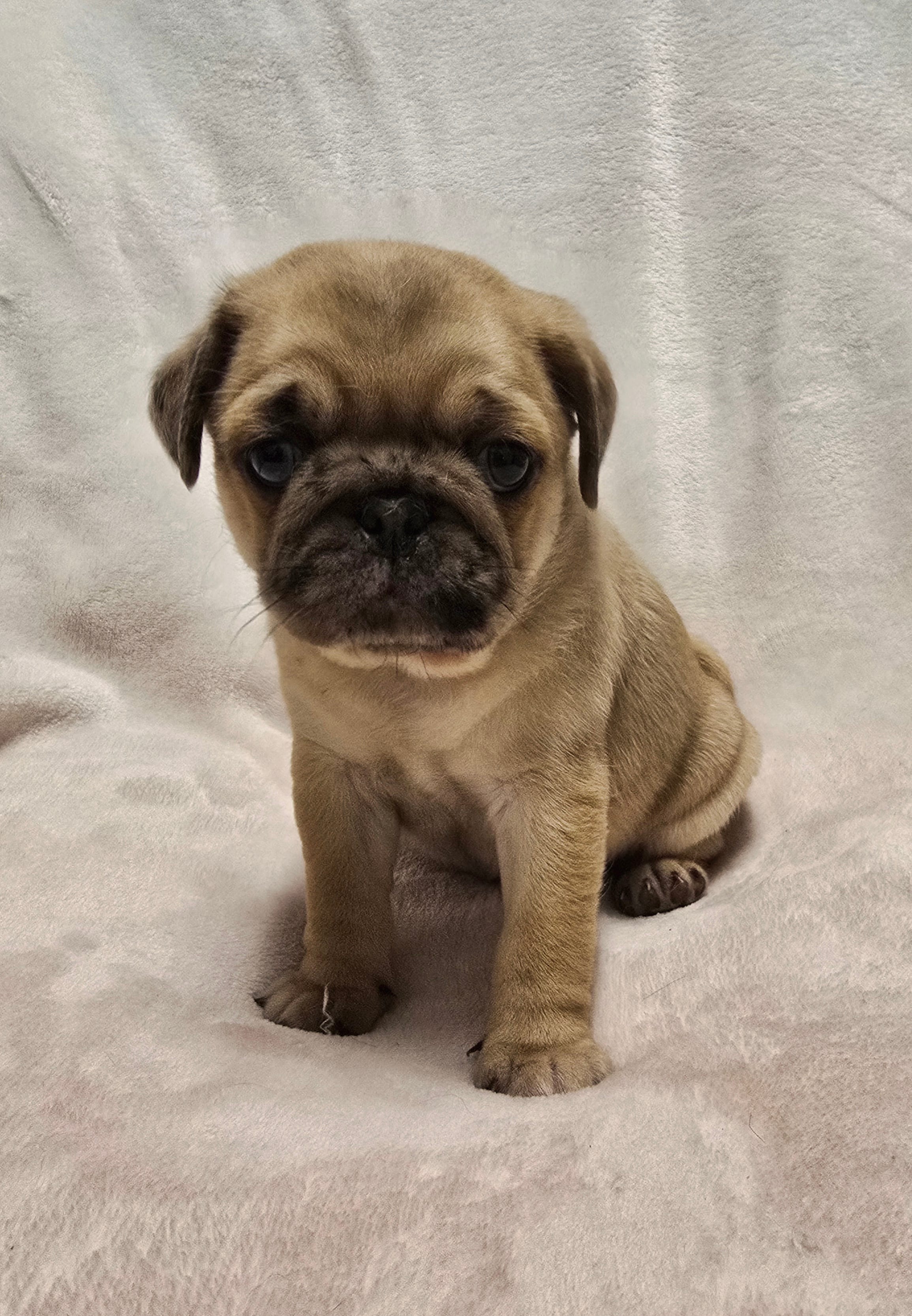 Penny – Pug puppy for sale in Neosho, MO