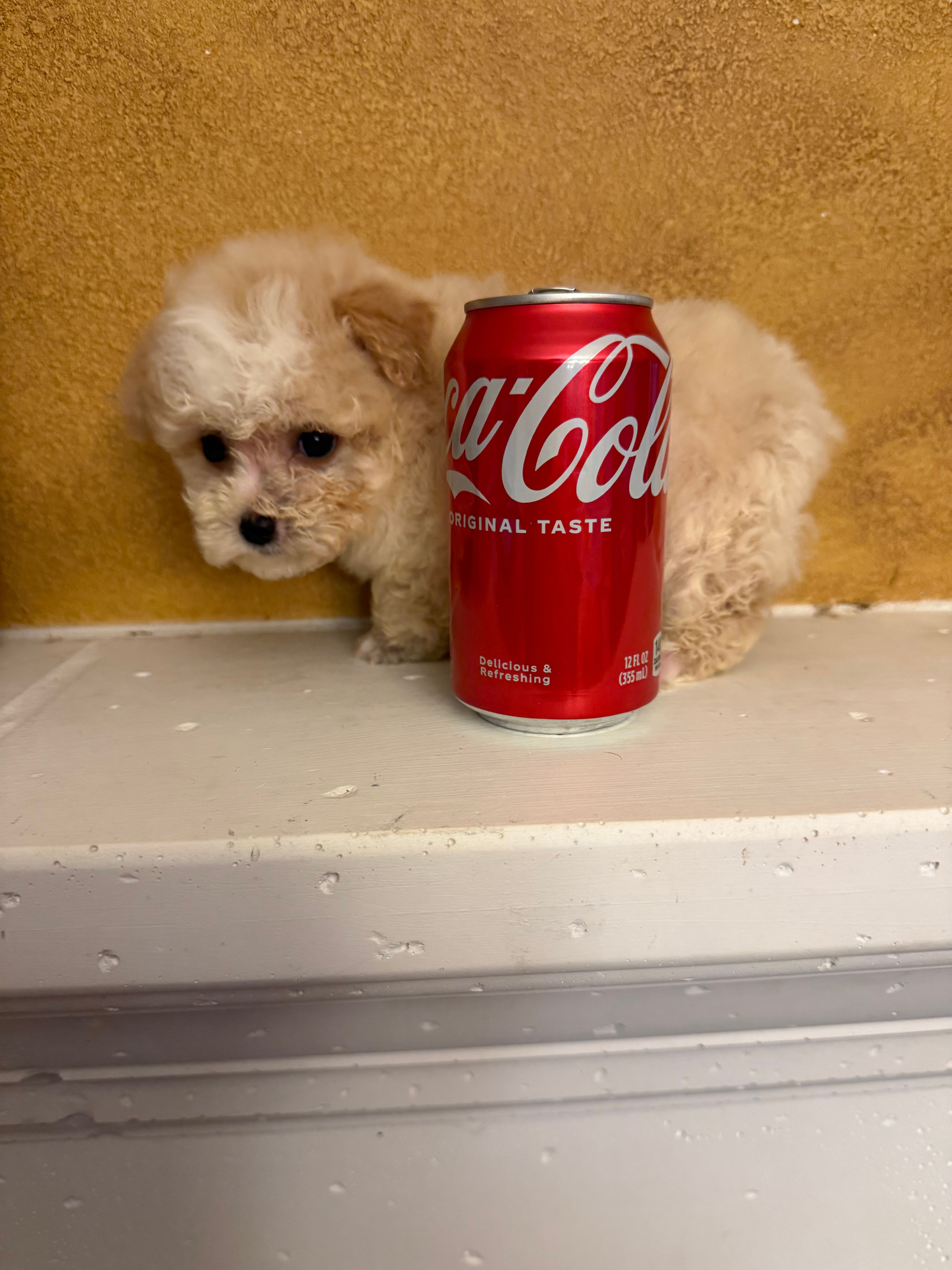 Toby – Poodle - Toy  puppy for sale in Denham Springs, LA