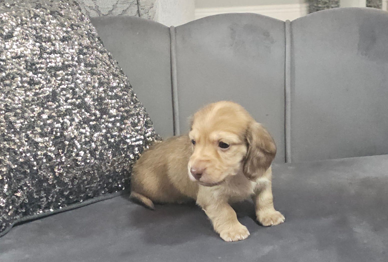 Tamlin – Miniature Dachshund puppy for sale in Ocala, FL