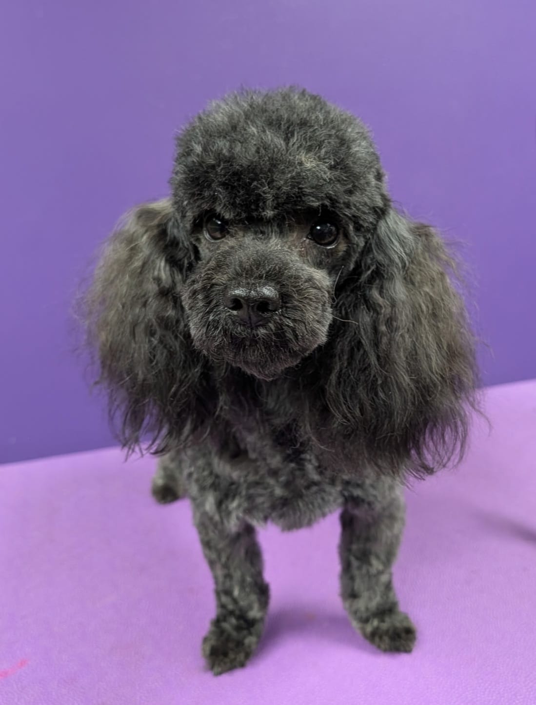 Drama – Poodle - Toy  puppy for sale in Ocala, FL