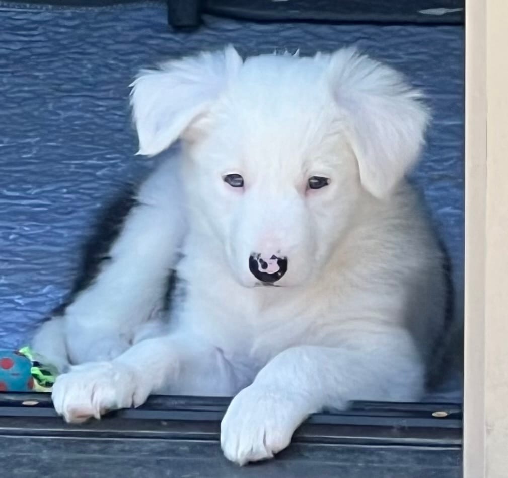 Clover – Border Collie puppy for sale in Scottsburg, IN