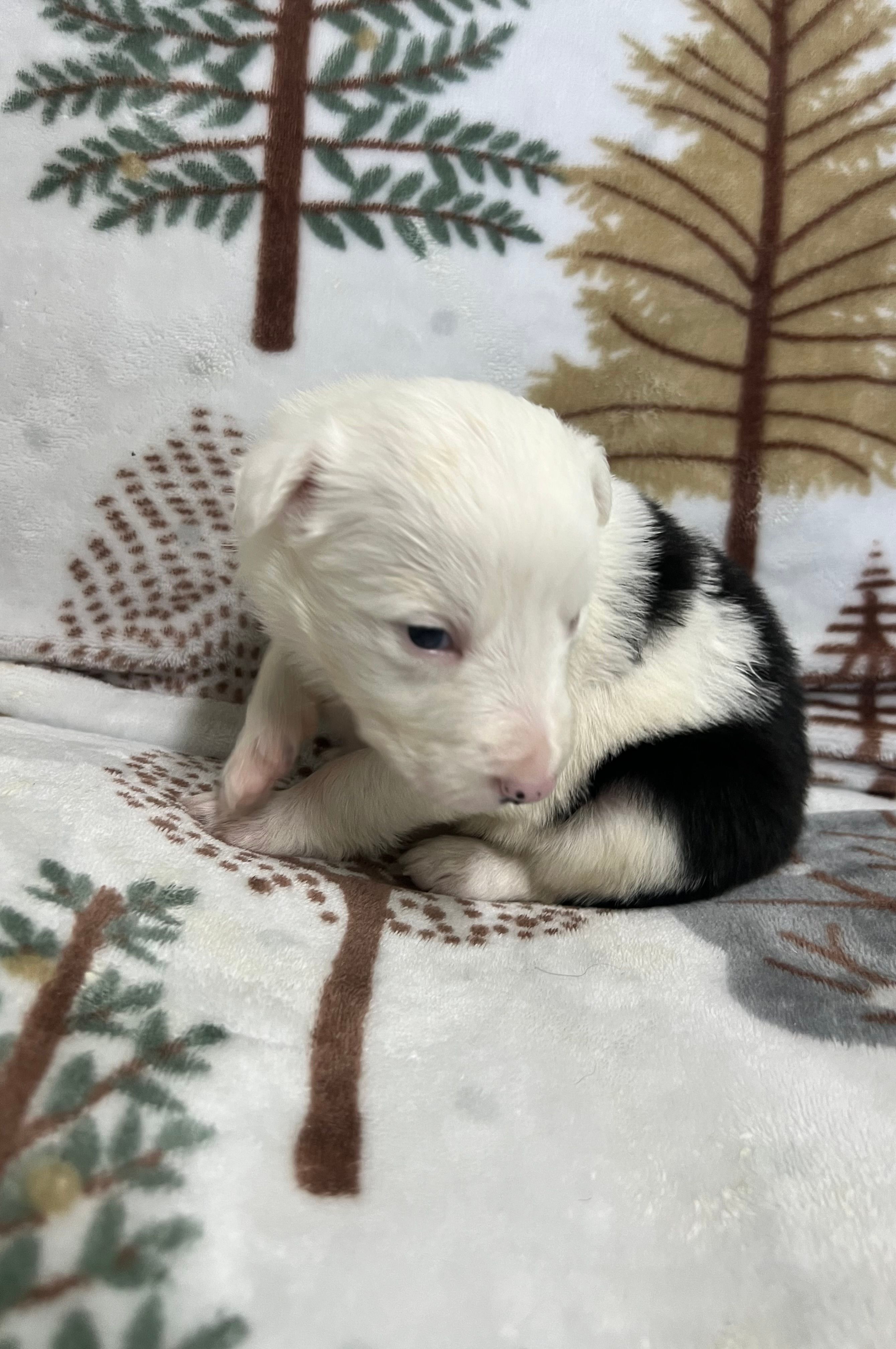 Clover – Border Collie puppy for sale in Scottsburg, IN