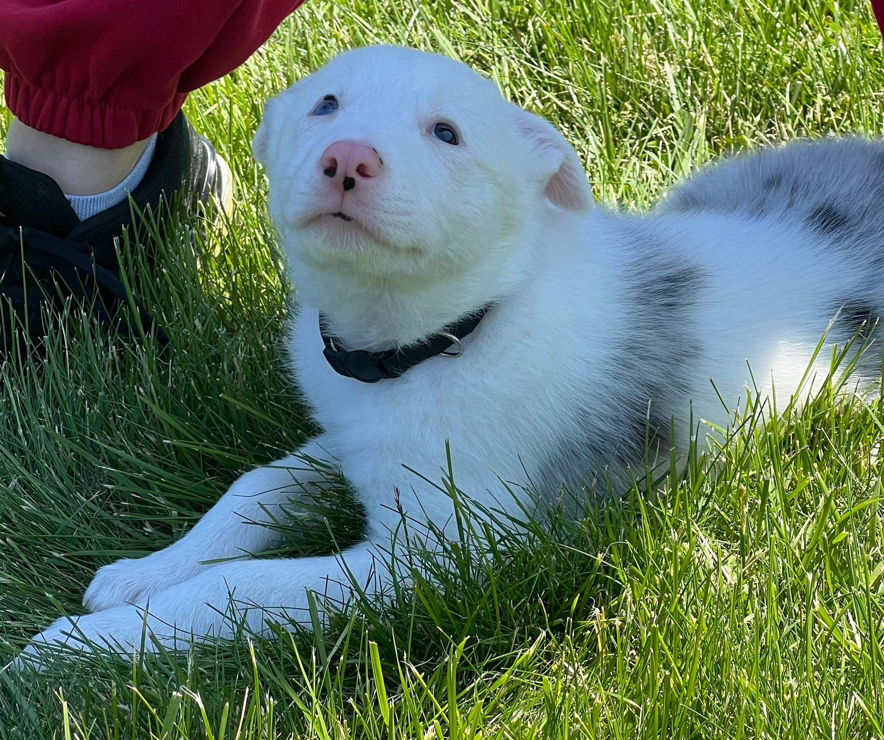 Dublin – Border Collie puppy for sale in Scottsburg, IN