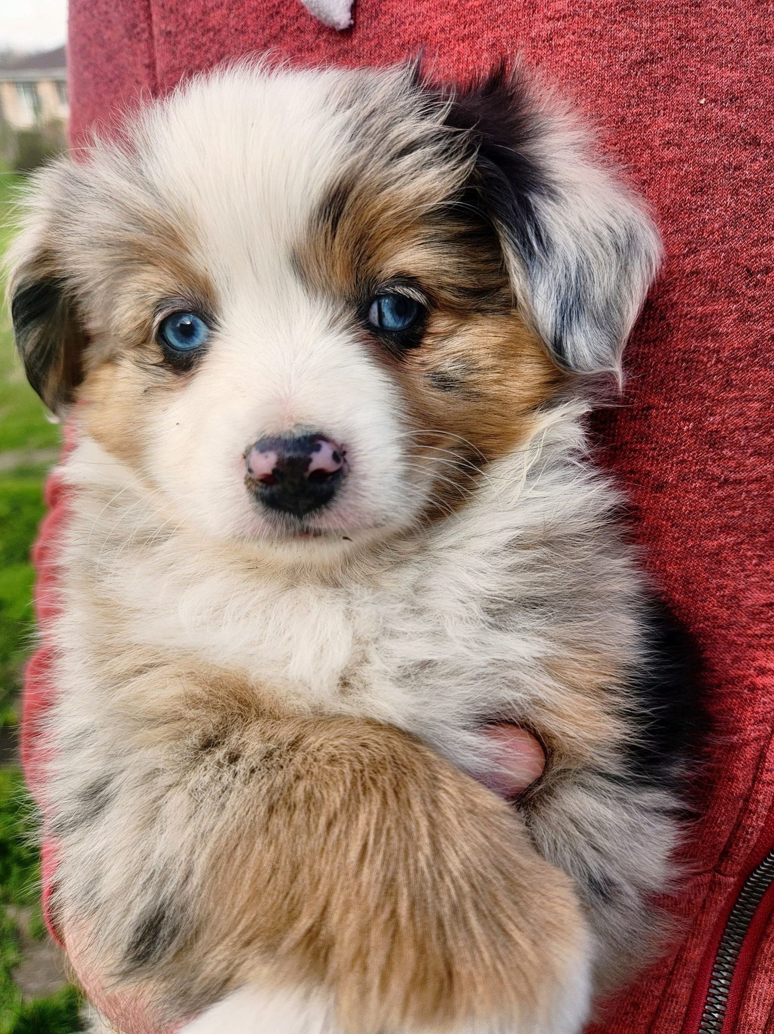 Nancy  – Toy Australian Shepherd, Miniature American Shepherd puppy for sale in Iberia, MO