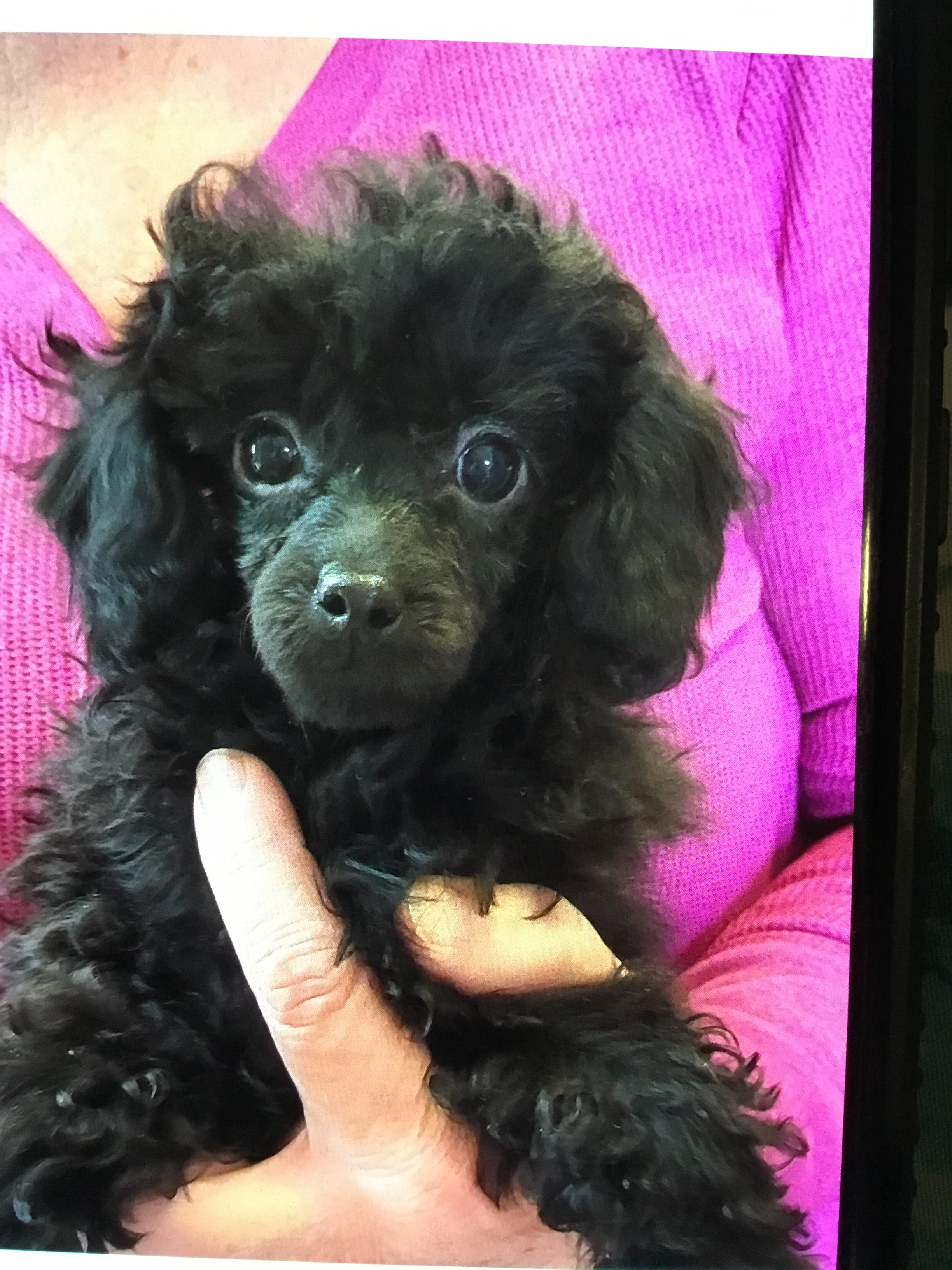 Charlie 3 – Poodle - Toy  puppy for sale in Cheyenne, WY