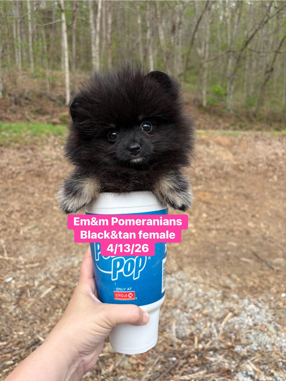 Black & tan girl charting 4 pounds – Pomeranian puppy for sale in Kentucky, KY