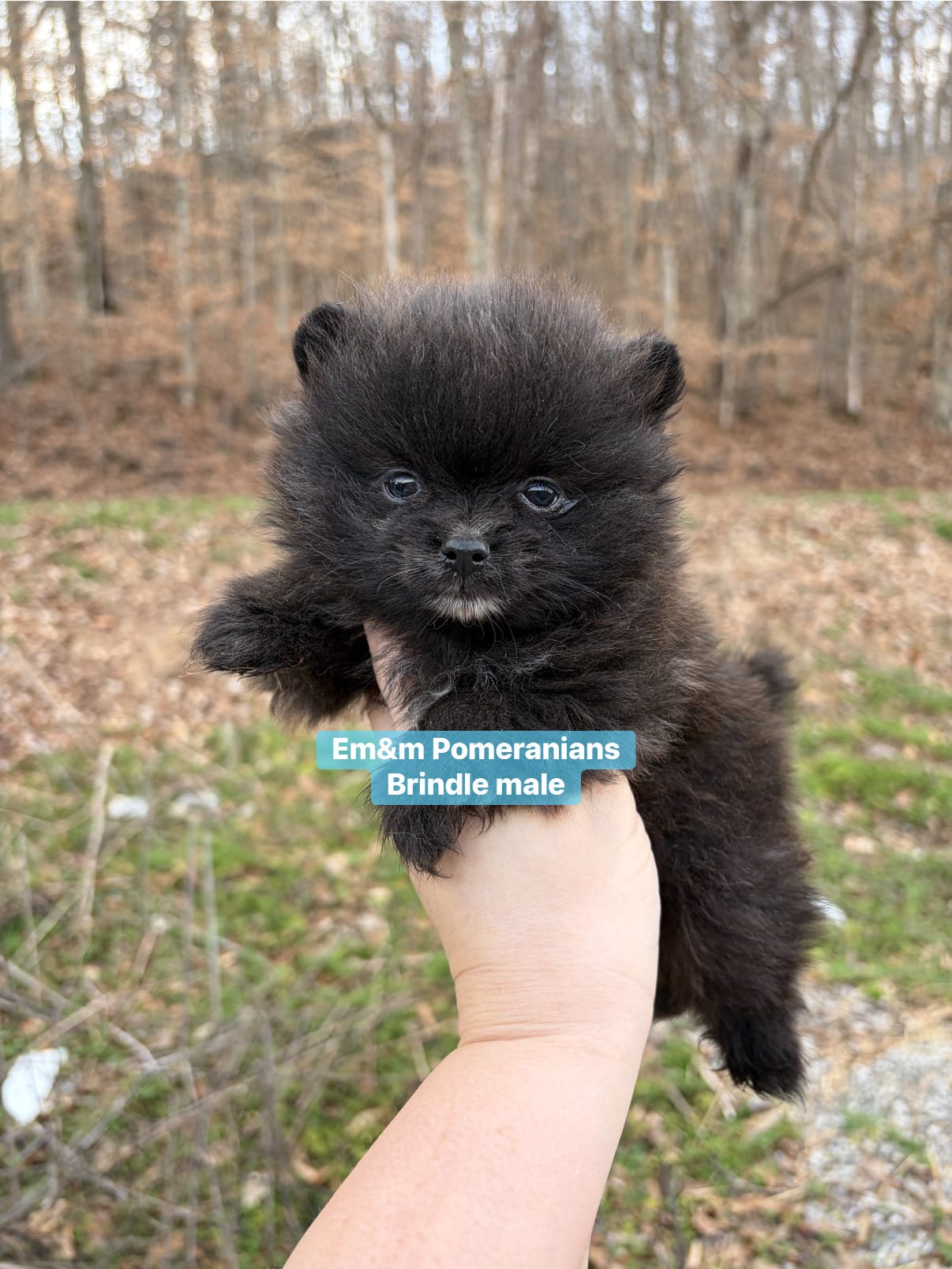 Tiny brindle charting 3 pounds – Pomeranian puppy for sale in Kentucky, KY