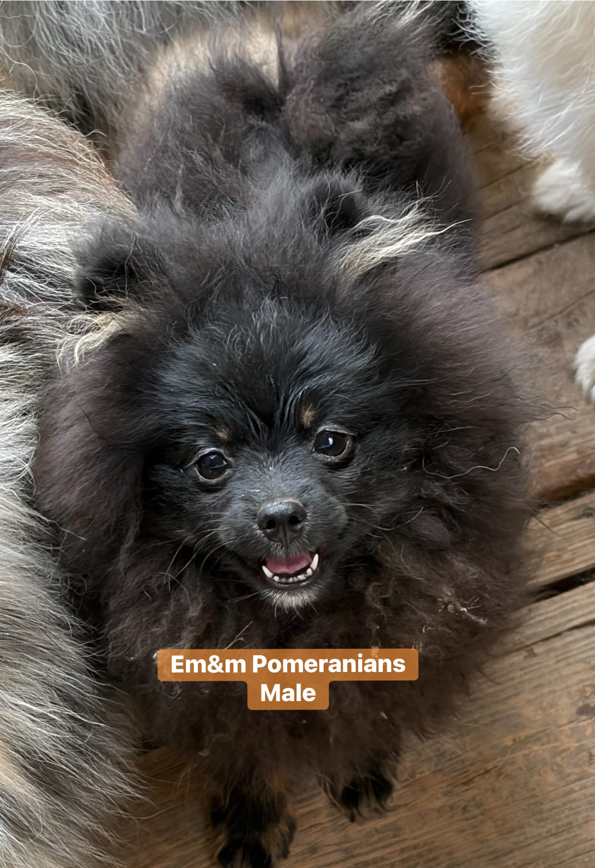 Blk&tan boy – Pomeranian puppy for sale in Kentucky, KY