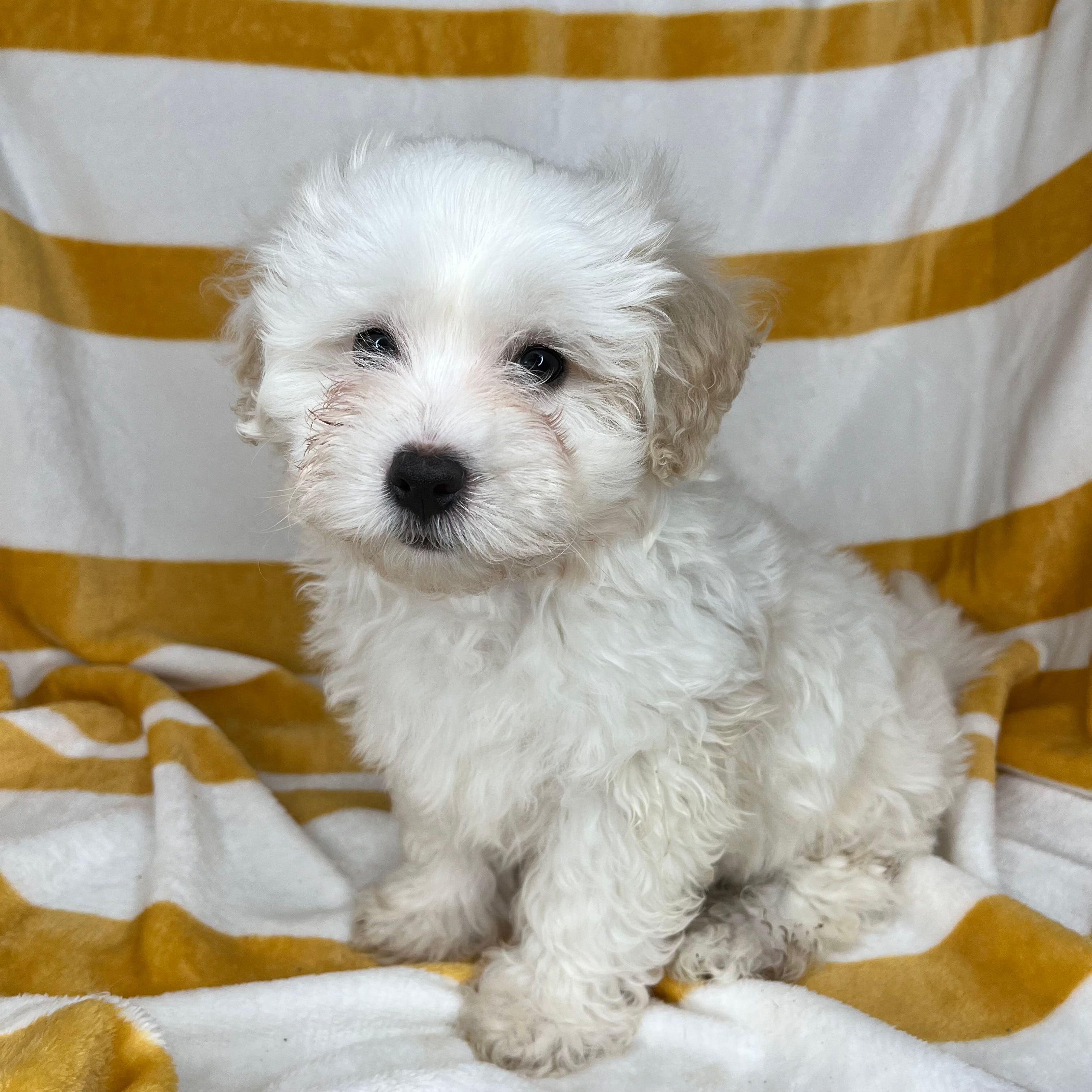 Puppy #2  – Maltipoo, Poodle - Toy  puppy for sale in Baker, CA