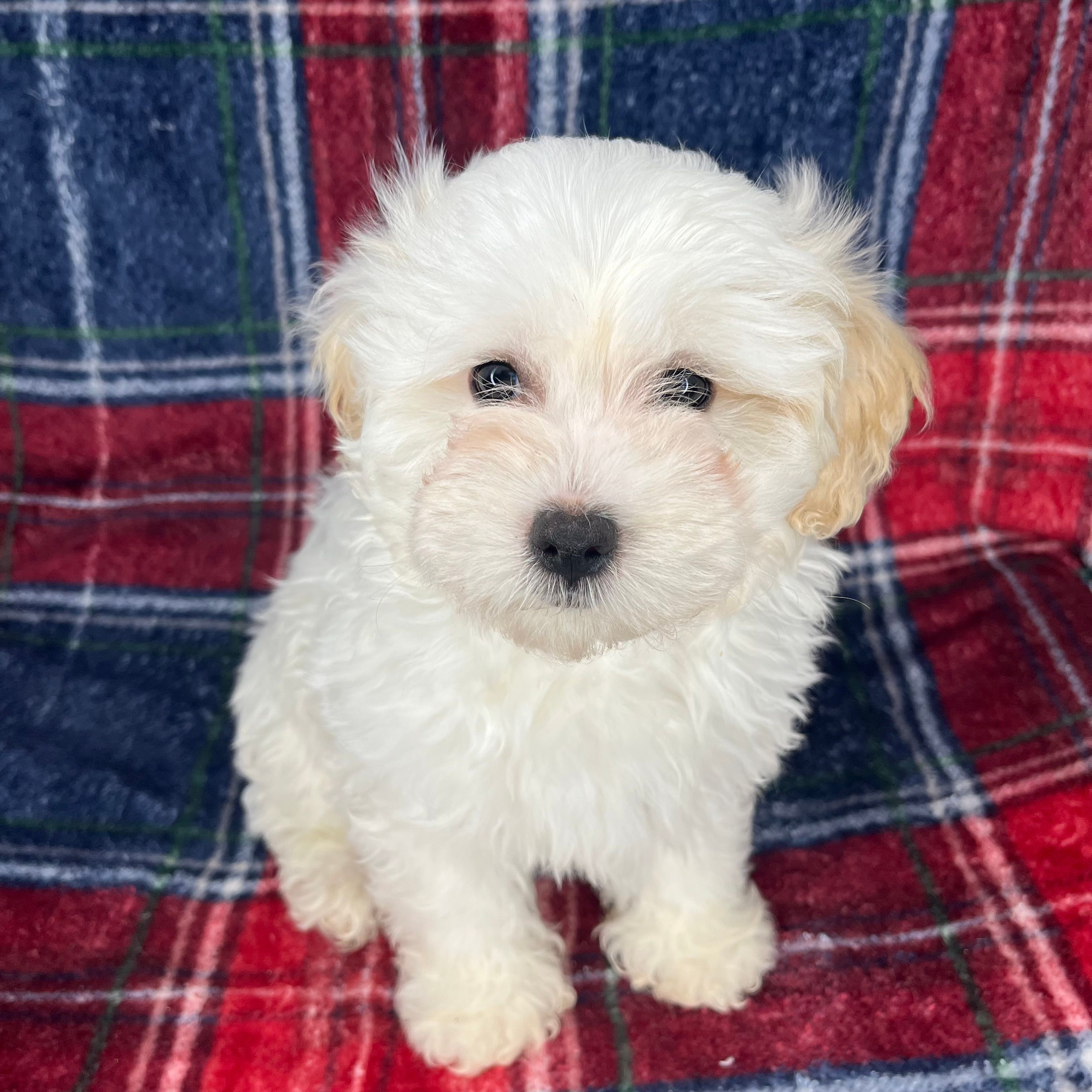 maltipoo  – Maltipoo, Poodle - Toy  puppy for sale in Baker, CA