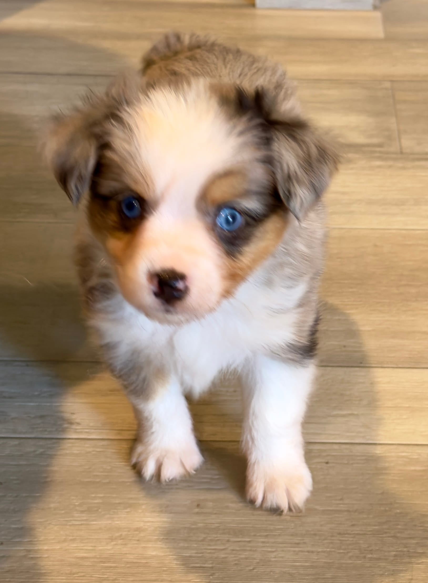 Colby – Toy Australian Shepherd puppy for sale in McKee, KY
