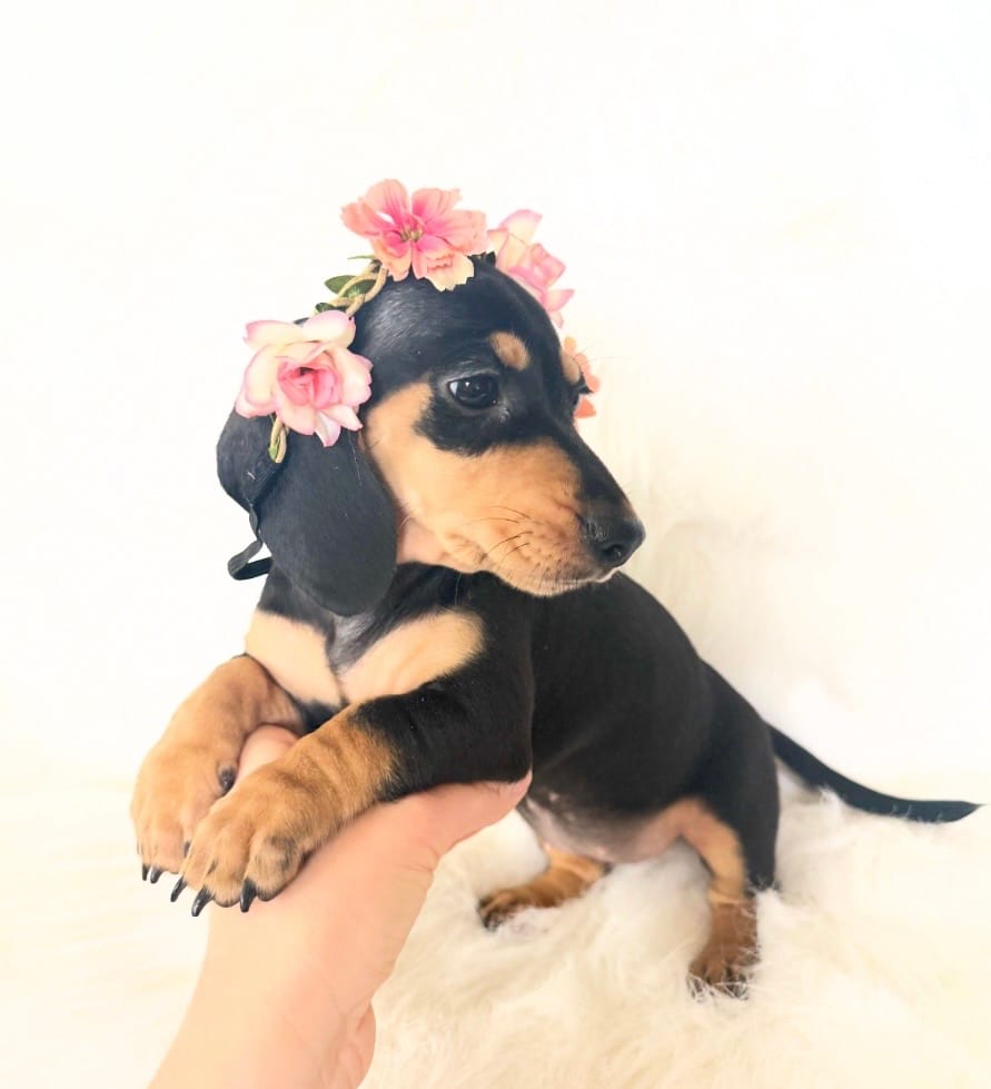 AKC Zoey – Miniature Dachshund puppy for sale in Davis, CA