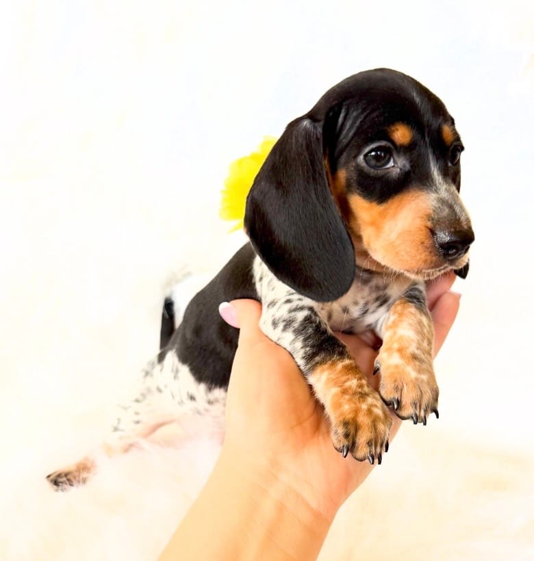 AKC Pepper – Miniature Dachshund puppy for sale in Davis, CA