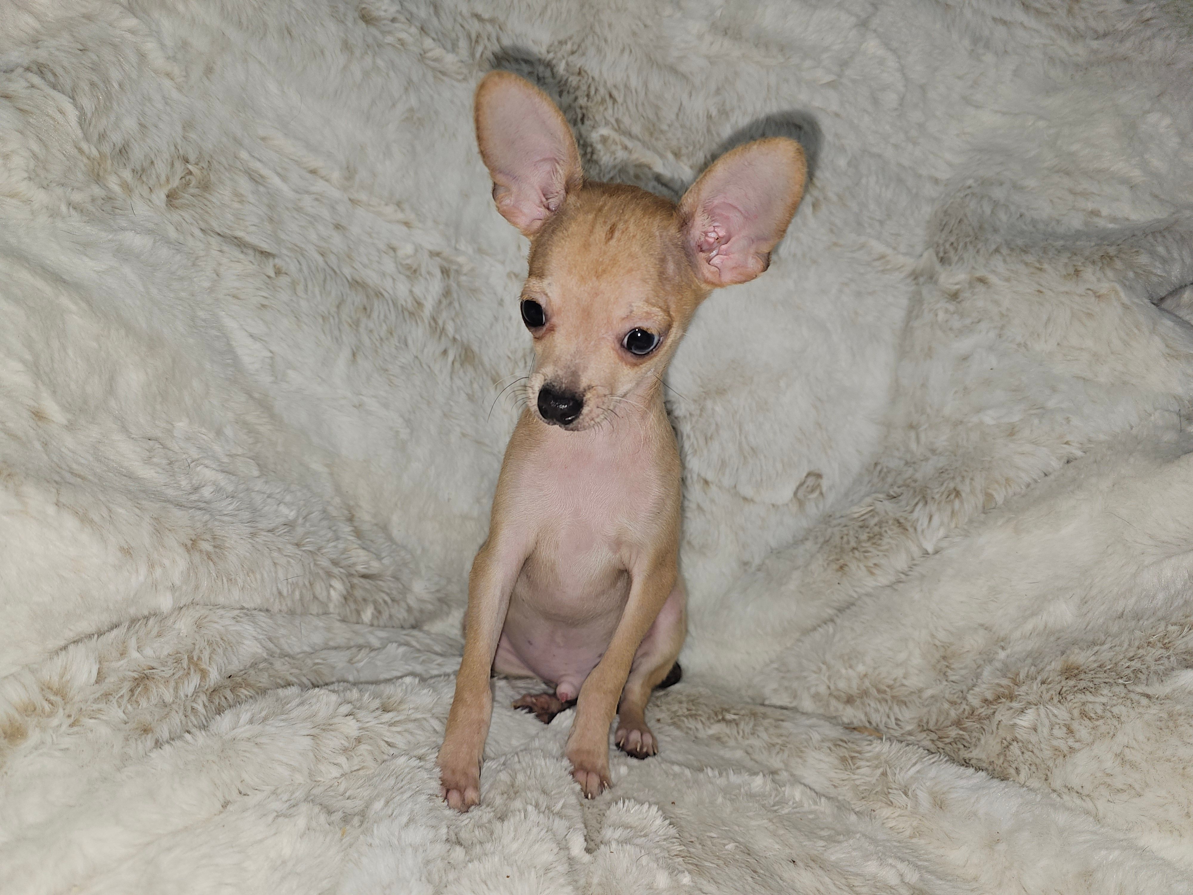 Cosmo – Chihuahua puppy for sale in Fargo, ND