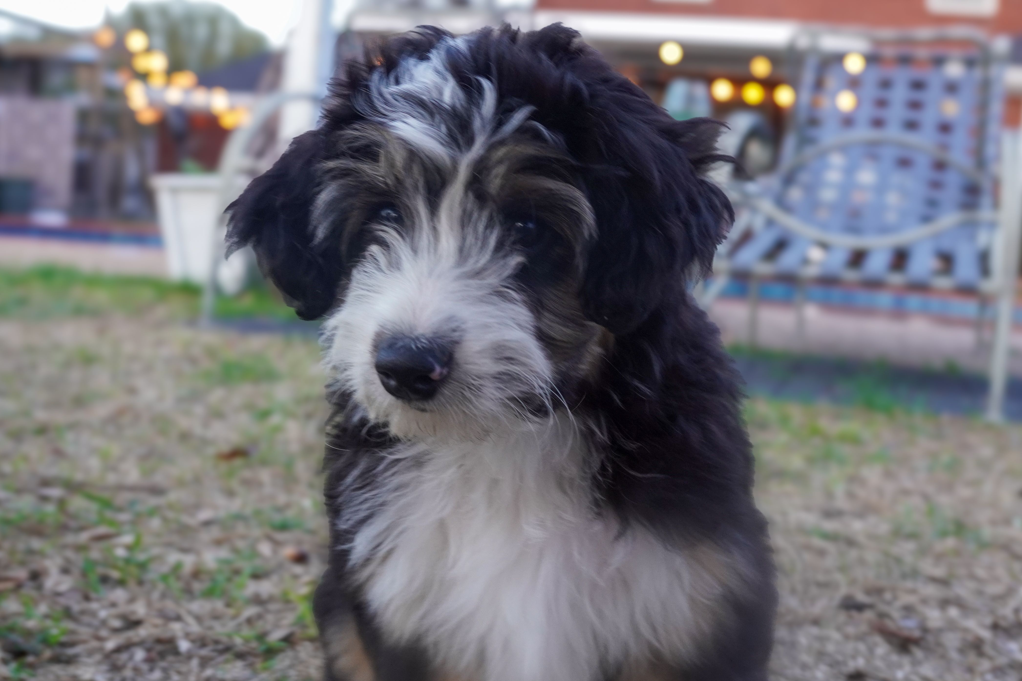 Kirby – Miniature Aussiedoodle puppy for sale in Crowley, TX