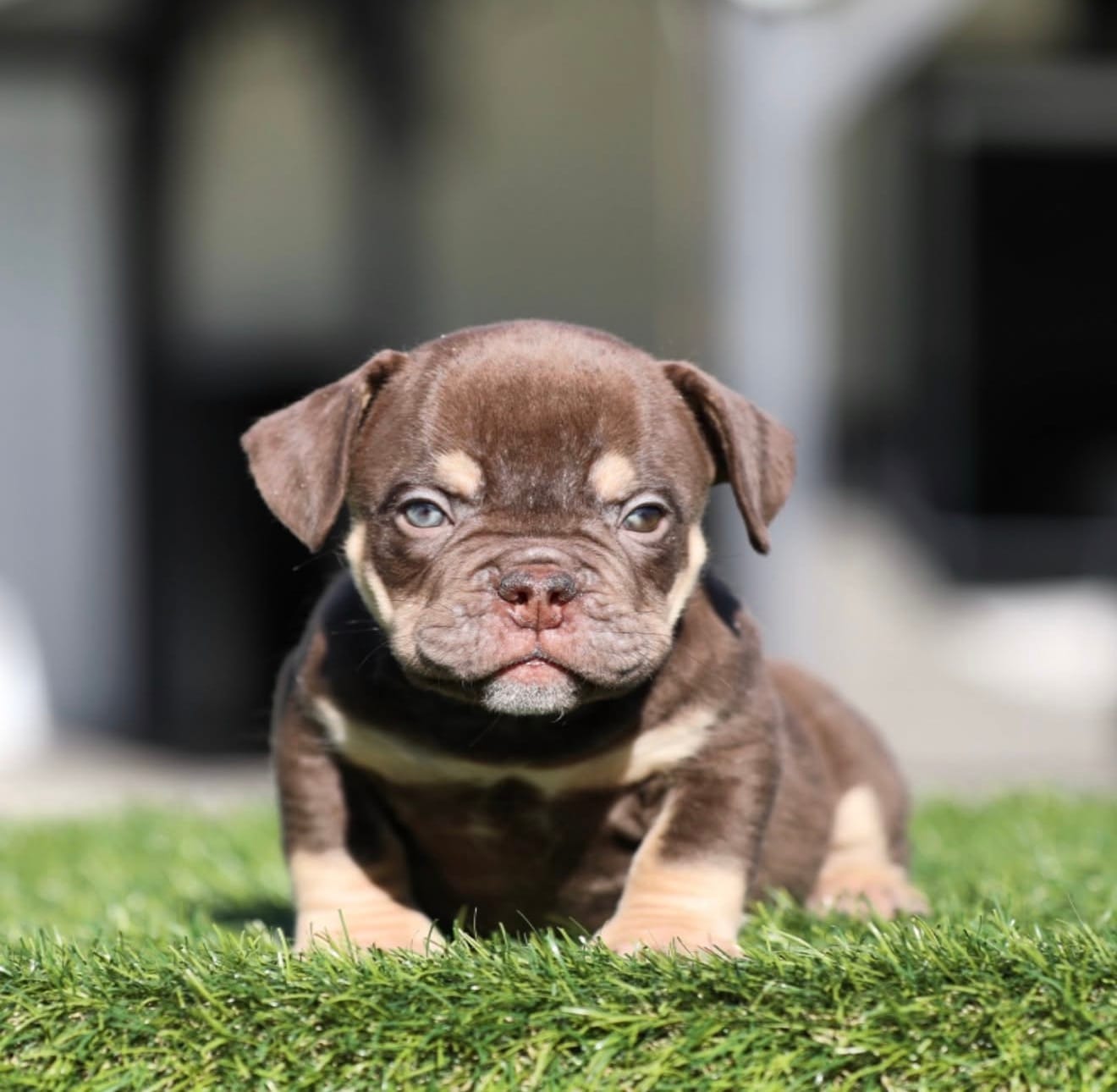 Choco tbb  – American Bully puppy for sale in Hacienda Heights, CA