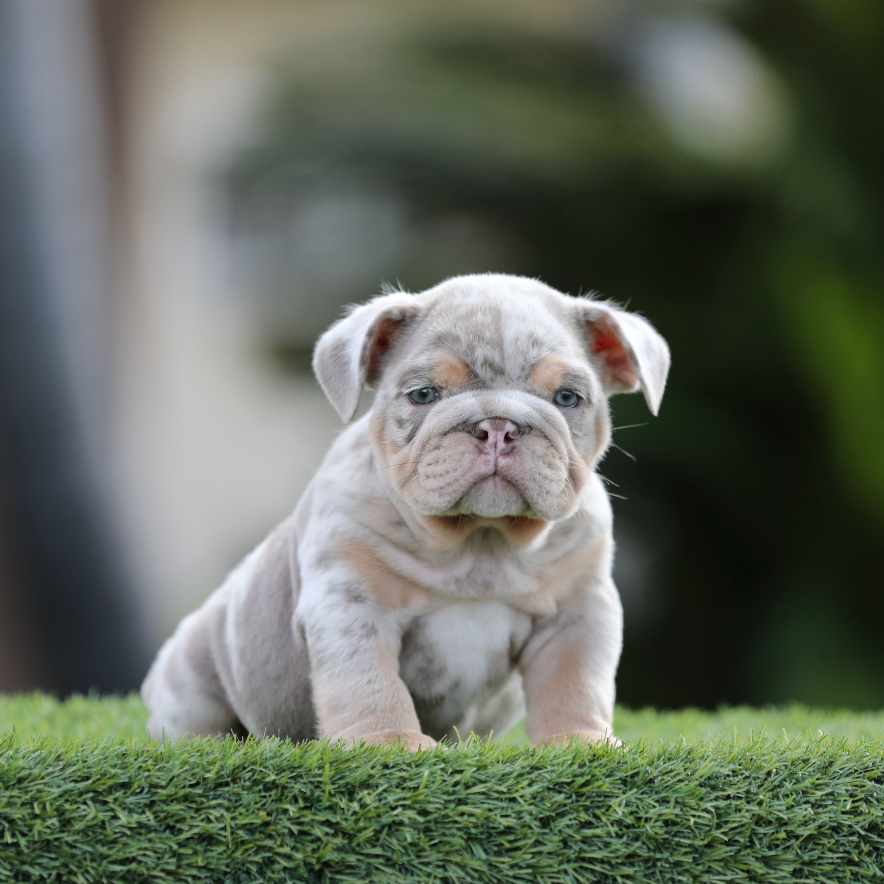 Lilac tri mebb1  – English Bulldog puppy for sale in Hacienda Heights, CA