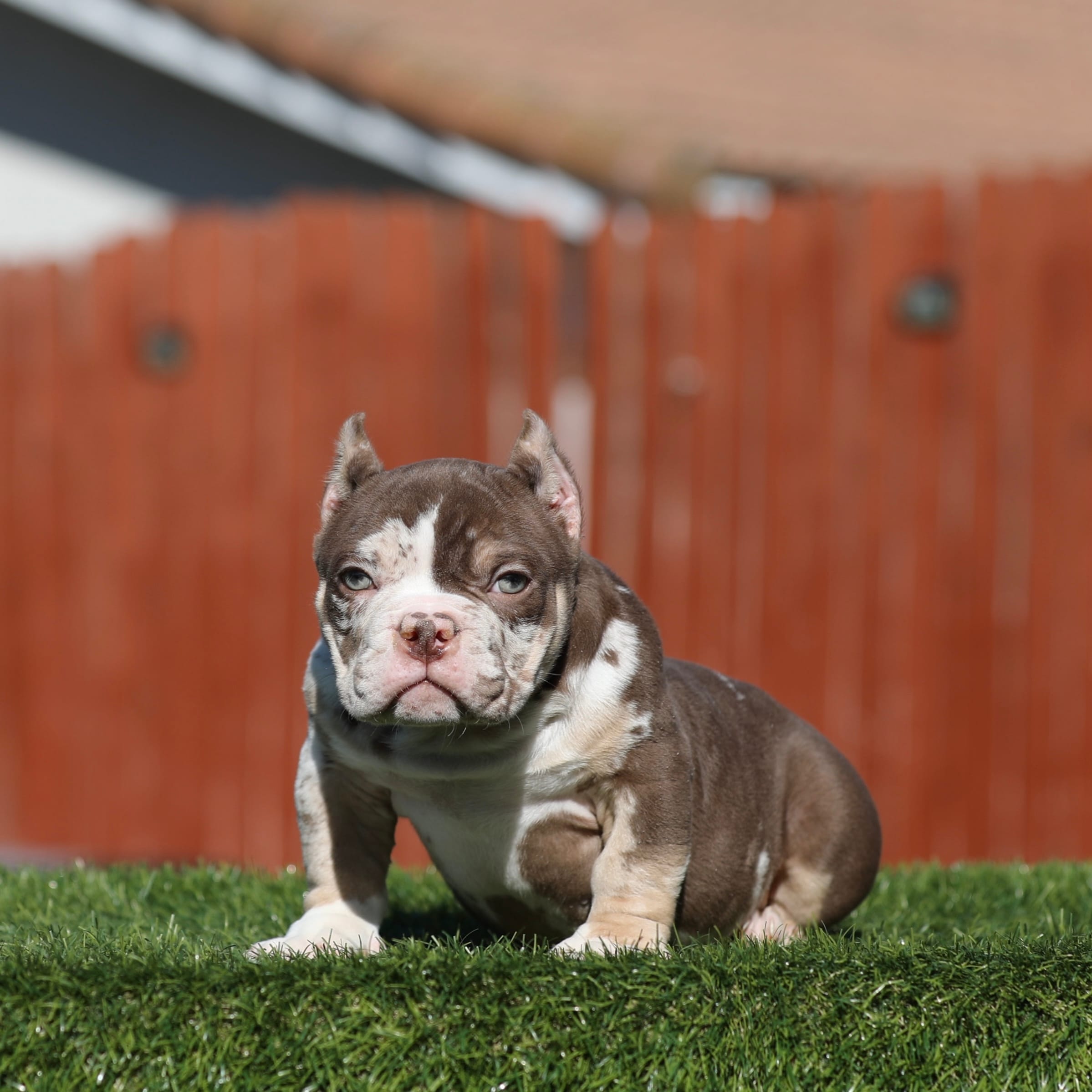 Choc tmbb  – American Bully puppy for sale in Hacienda Heights, CA