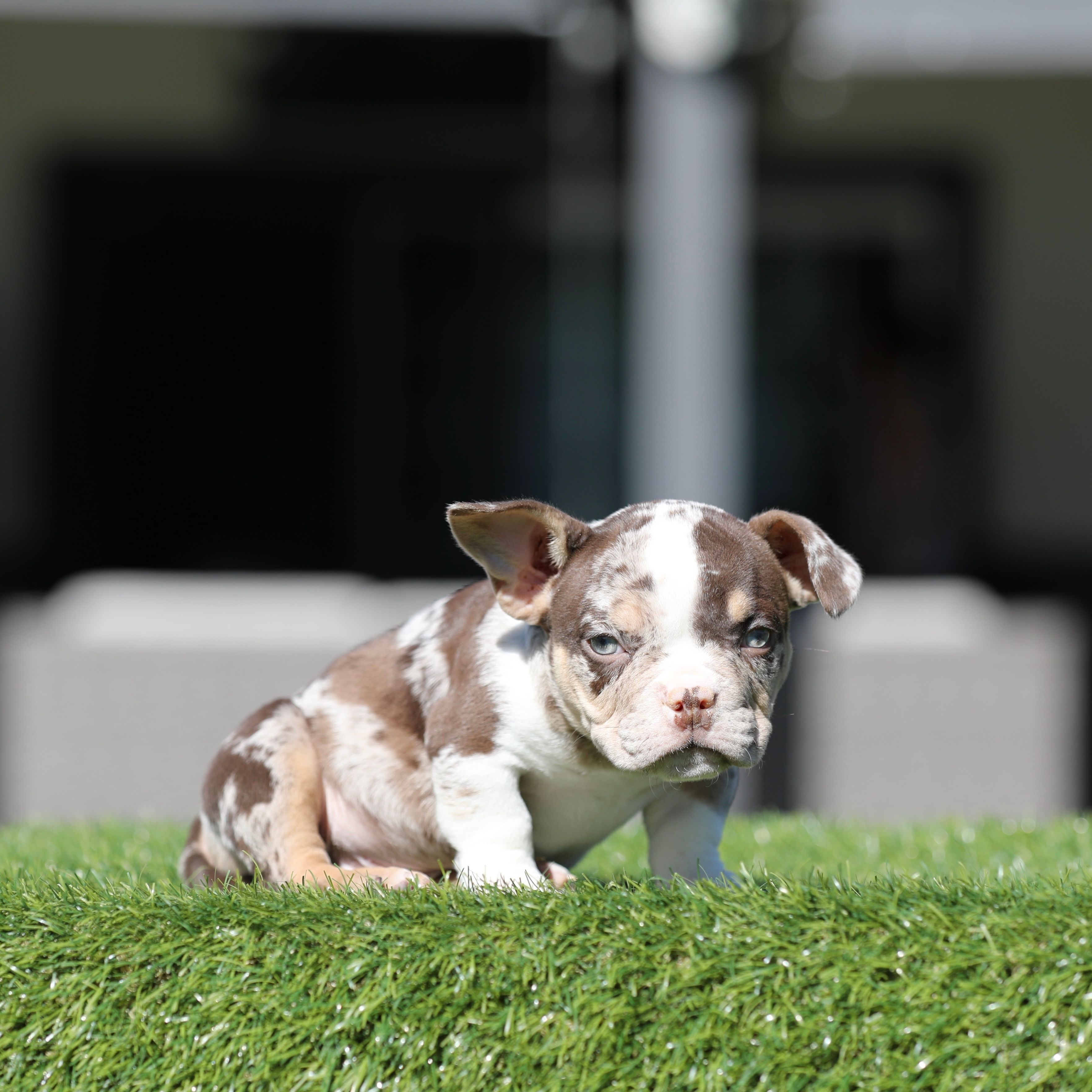 Choco tmbb3  – American Bully puppy for sale in Hacienda Heights, CA