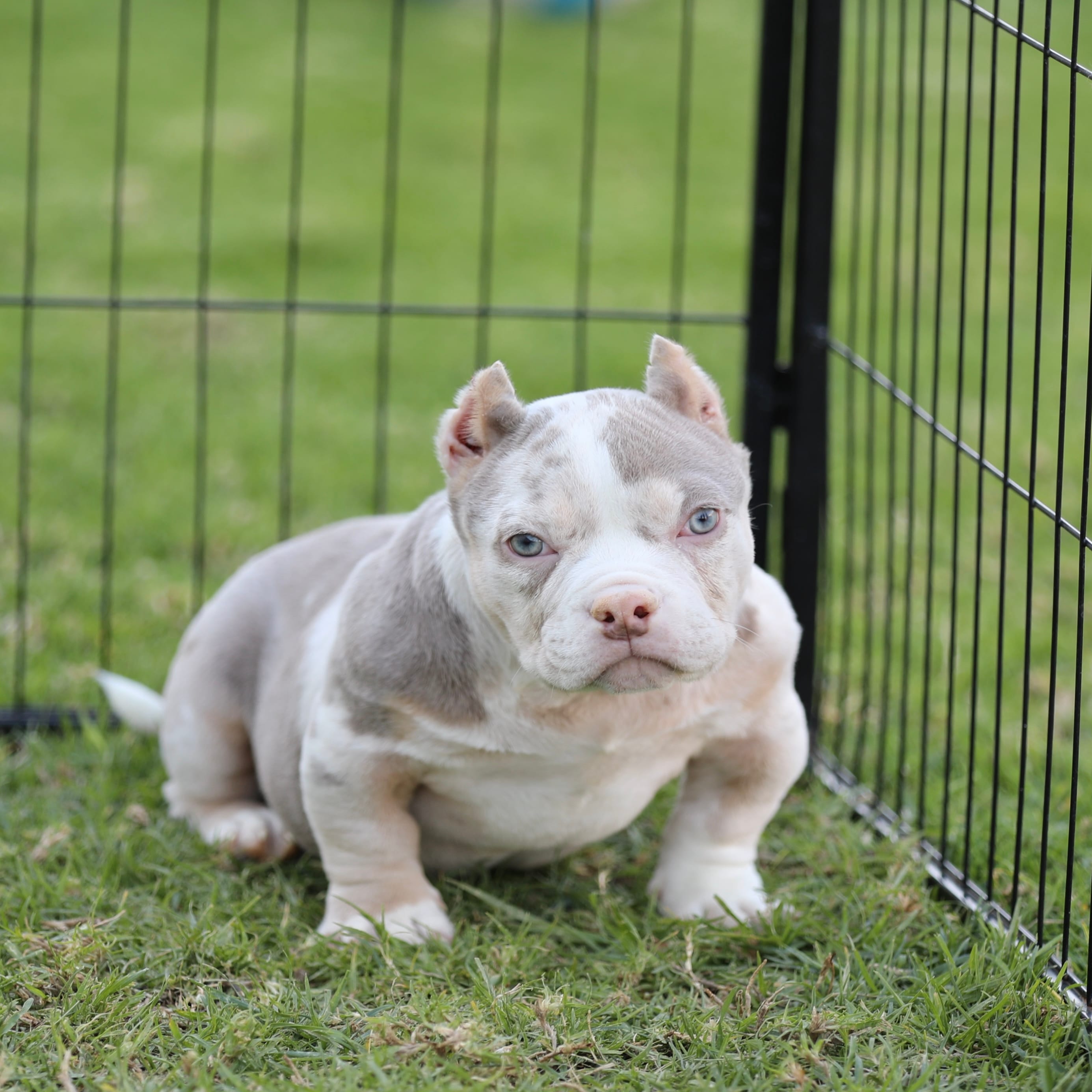 Lilac tmbg  – American Bully puppy for sale in Hacienda Heights, CA