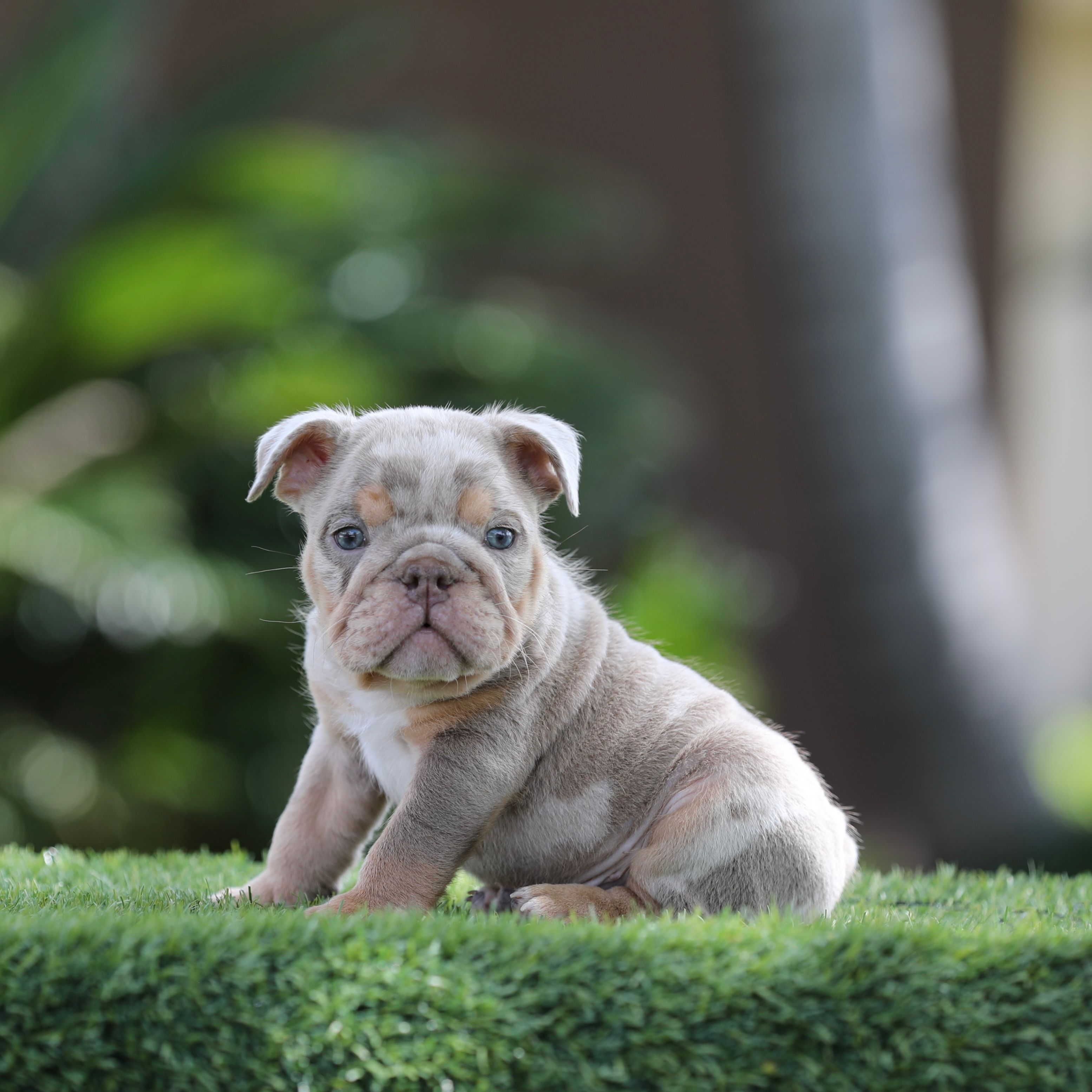 Lilac tri mebb3  – English Bulldog puppy for sale in Hacienda Heights, CA