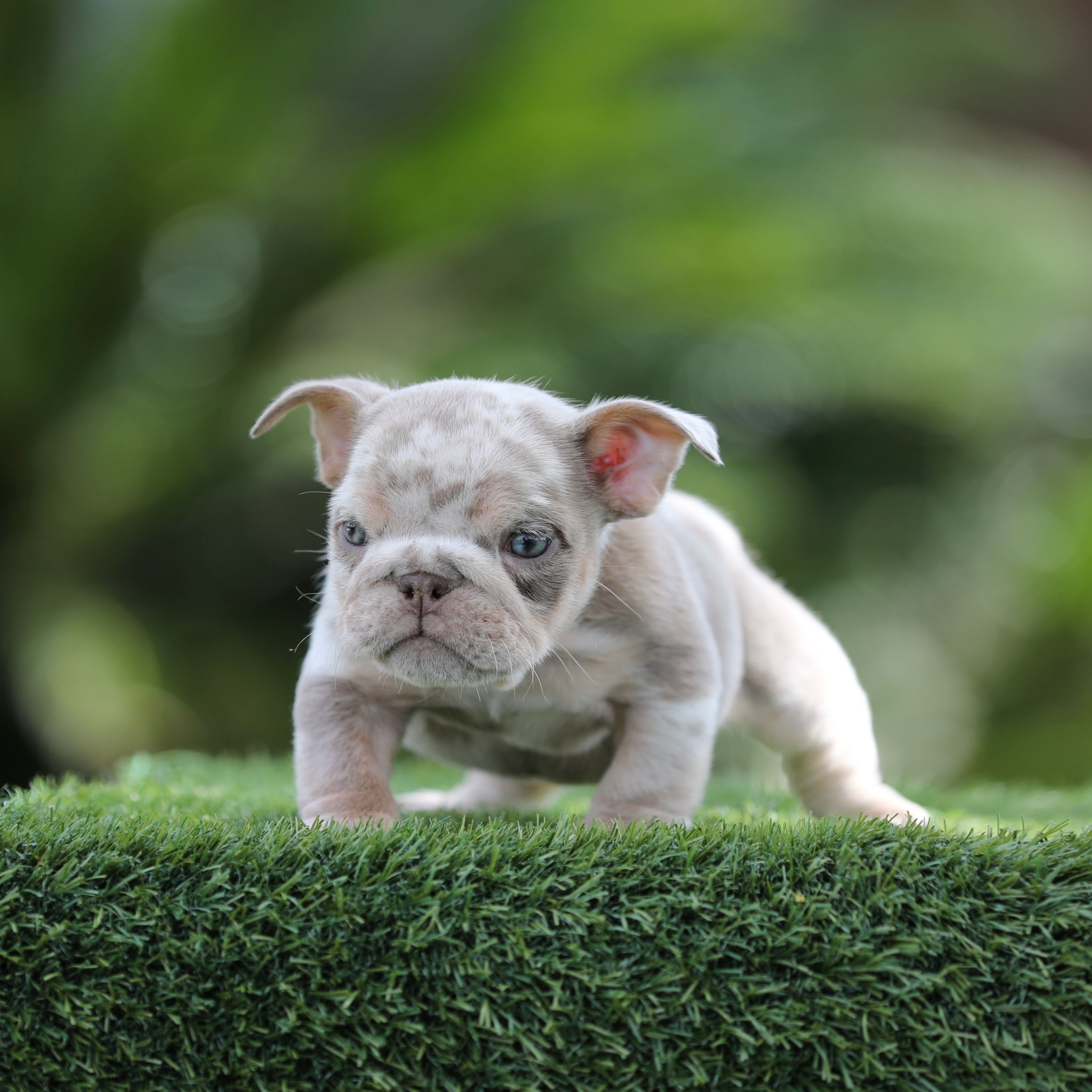 Lilac tri mebg2  – English Bulldog puppy for sale in Hacienda Heights, CA