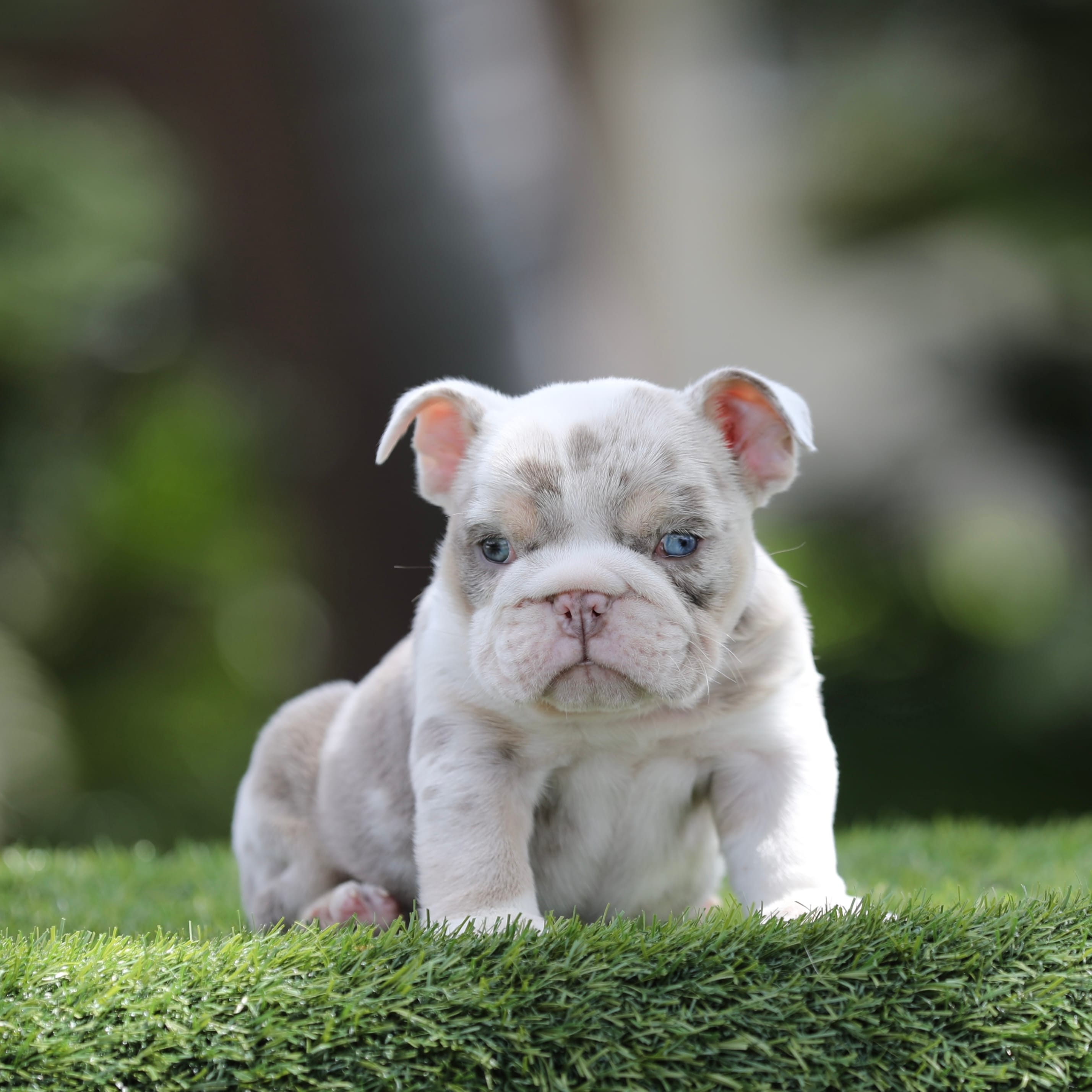 Lilac tri mebg  – English Bulldog puppy for sale in Hacienda Heights, CA