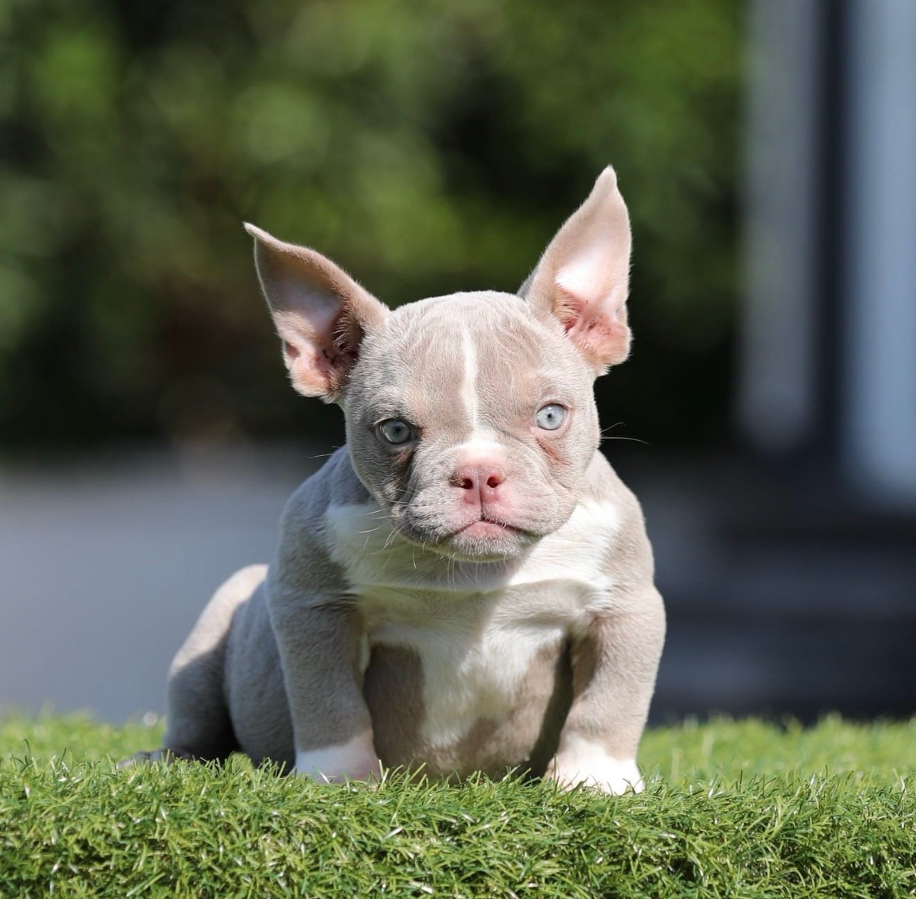 Lilac tbg3  – American Bully puppy for sale in Hacienda Heights, CA