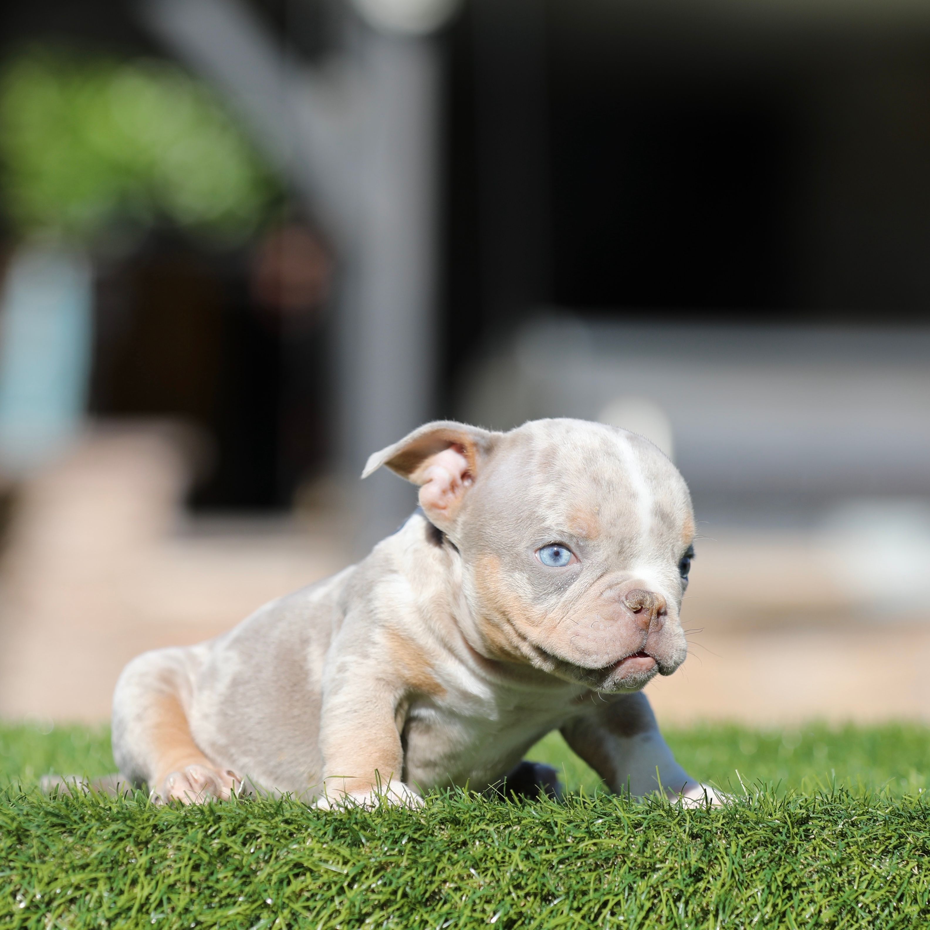 Lilac tmbb4  – American Bully puppy for sale in Hacienda Heights, CA