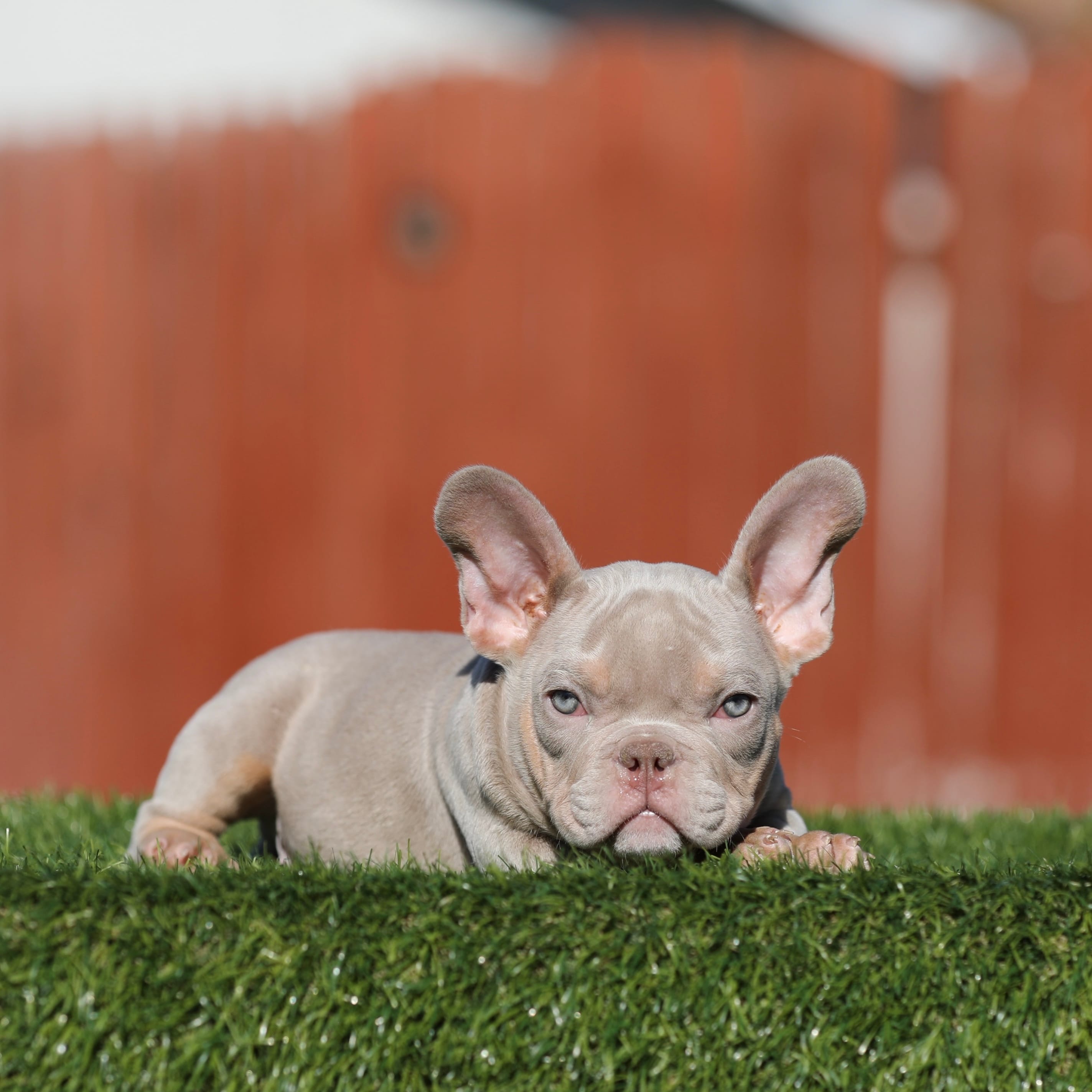 Lilac tbb  – American Bully puppy for sale in Hacienda Heights, CA