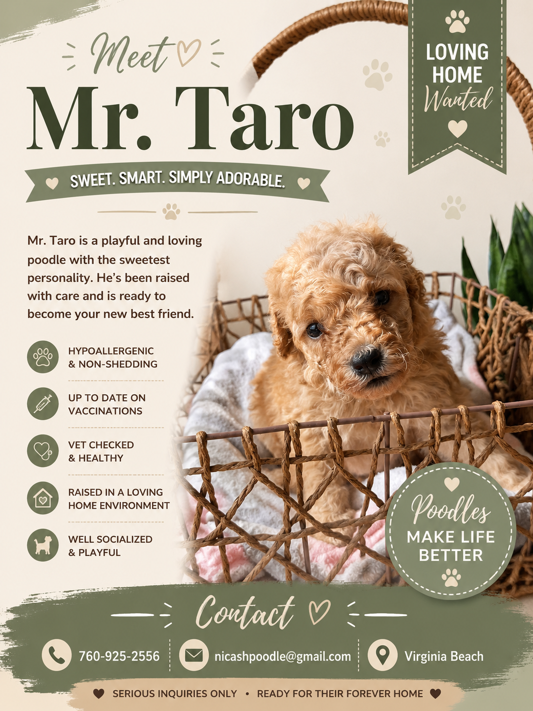 Mr. Taro – Poodle - Toy  puppy for sale in Virginia Beach, VA