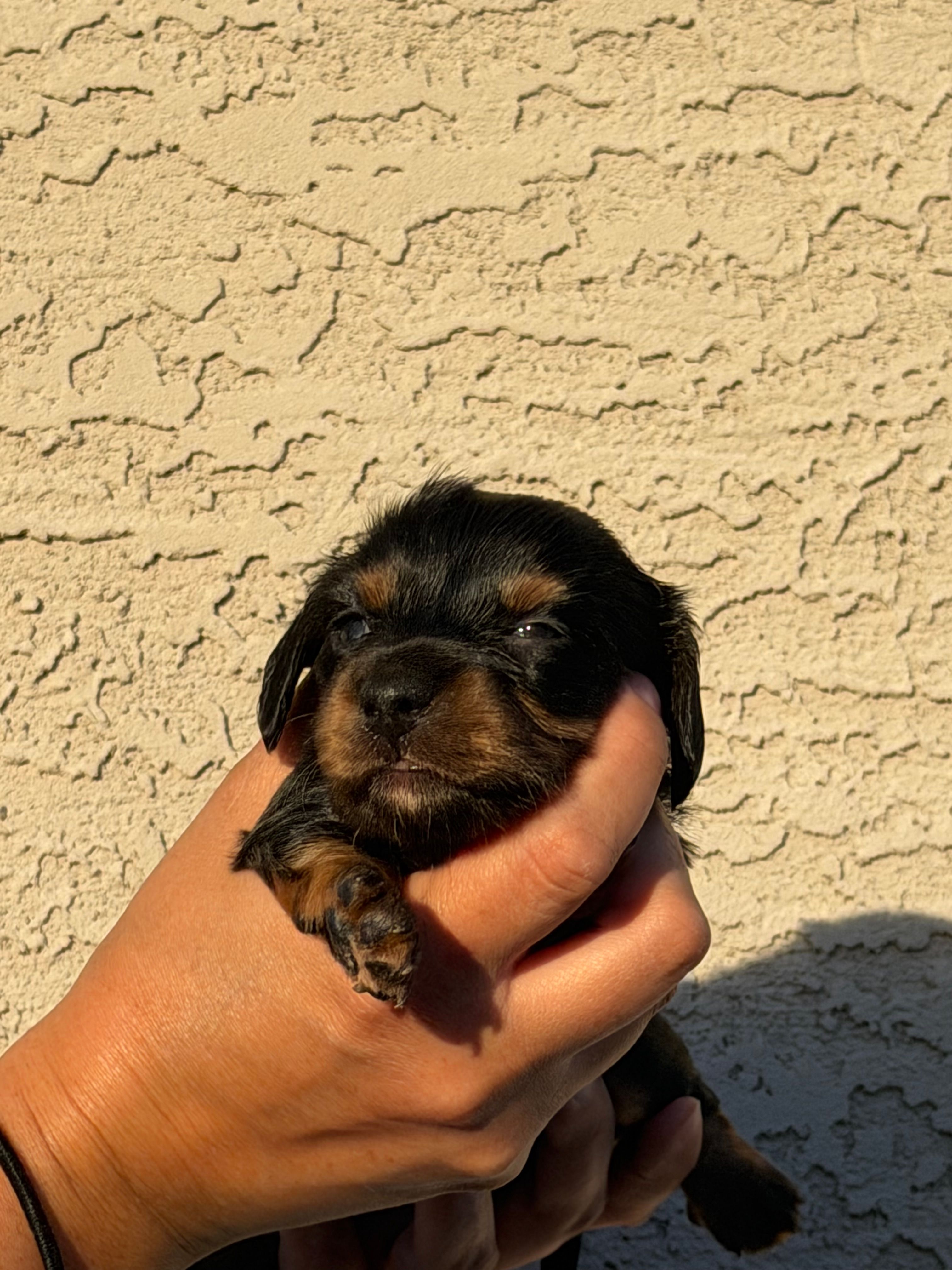 Little Lara  – Miniature Dachshund puppy for sale in Casa Grande, AZ