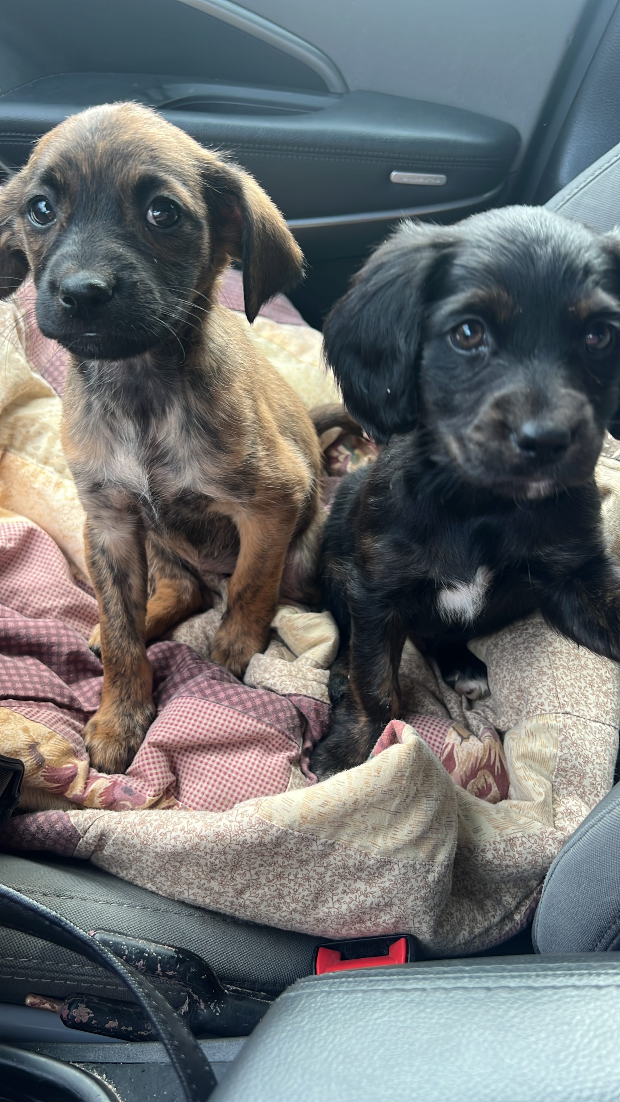 Luna – Shih Tzu, Miniature Dachshund puppy for sale in Hampton, IA