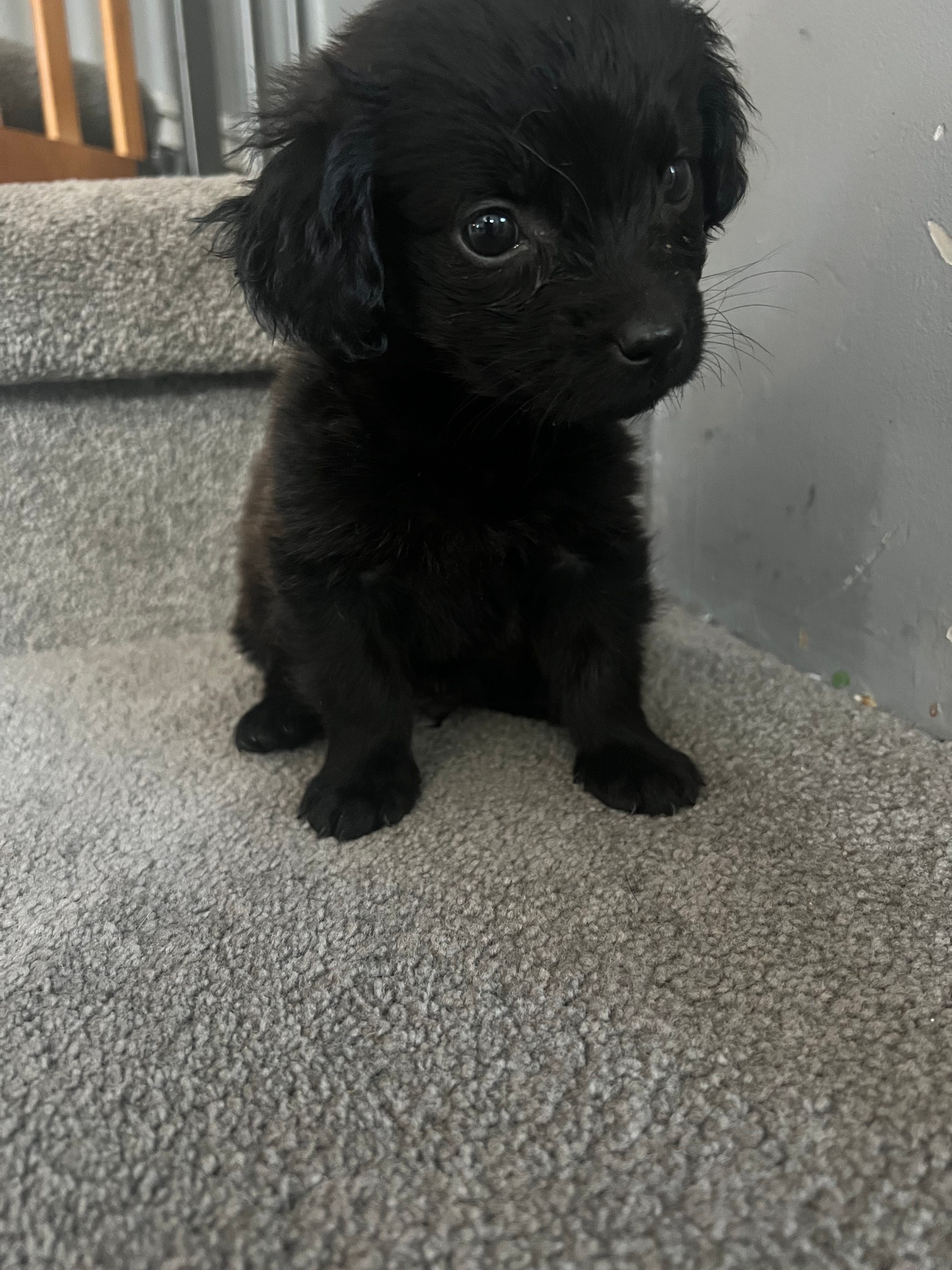 Little – Shihpoo puppy for sale in Hampton, IA