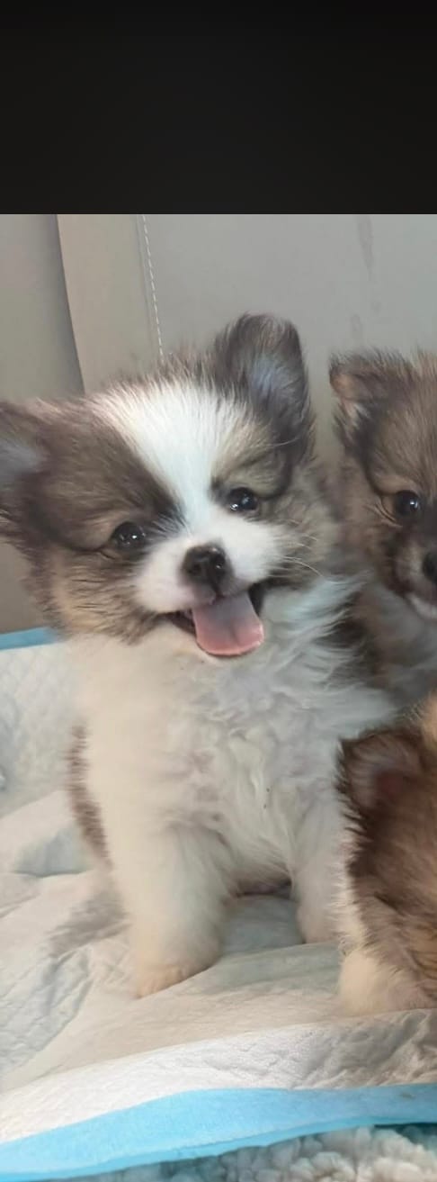 Louie  – Pomeranian puppy for sale in Hampton, IA